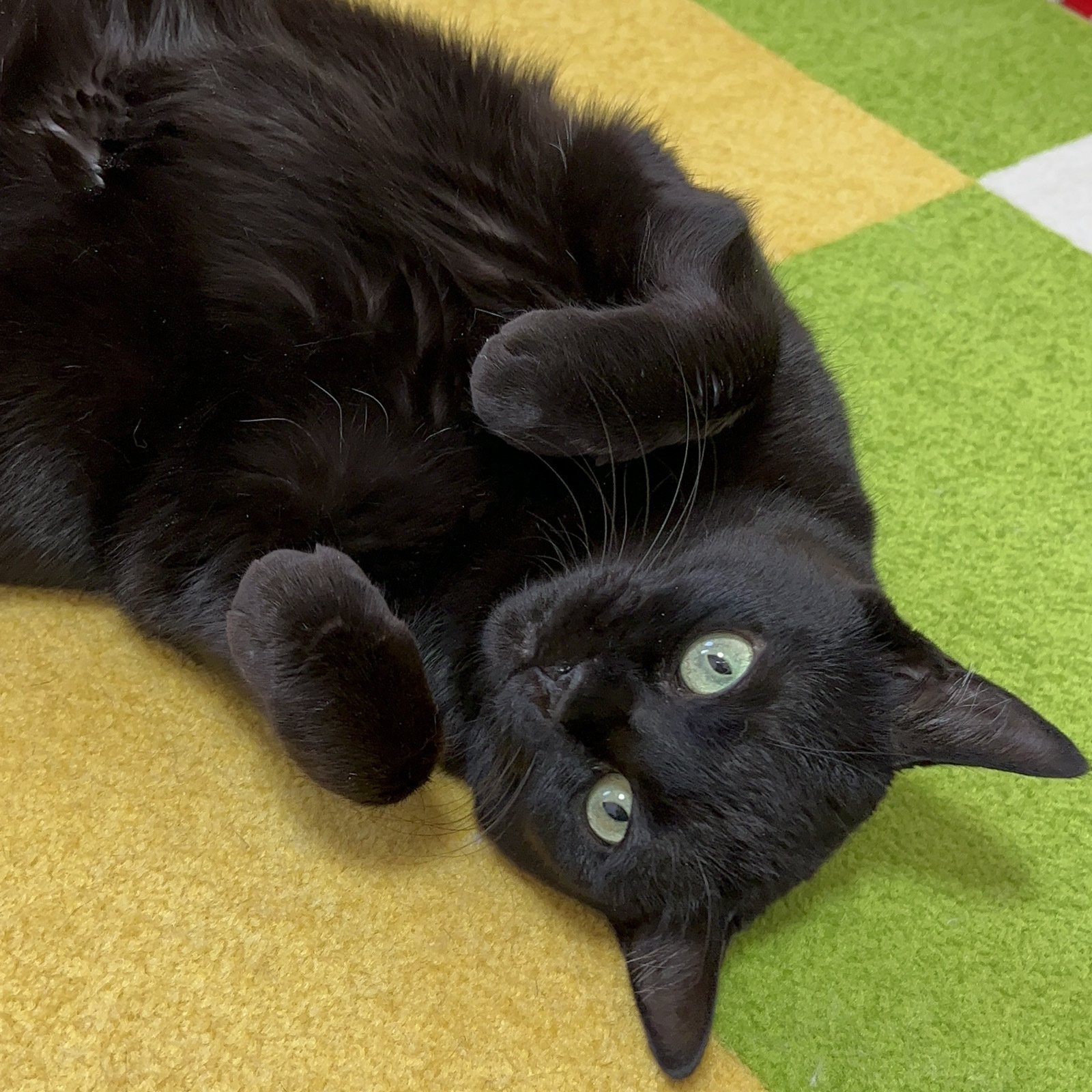 CULOYON お腹を空かせた猫 ゴールドリング 美品♡ Cute White Cat Laying