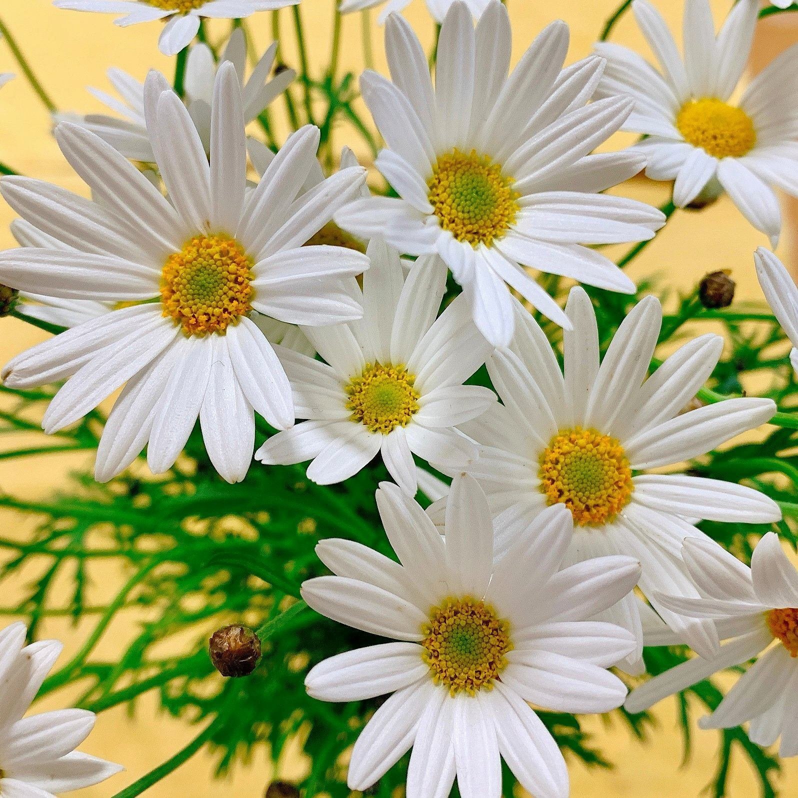 福間創】Missa Fukuma Special Live 2000「The Millenniumu Valentine