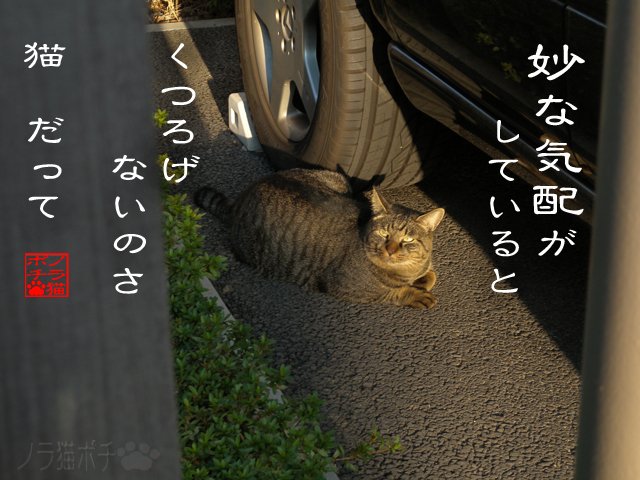 毎日2枚猫写真 ノラ猫ポチと自由猫 今日の過去猫写真3000 ノラ猫ポチ 猫の写真だけの場所 Note