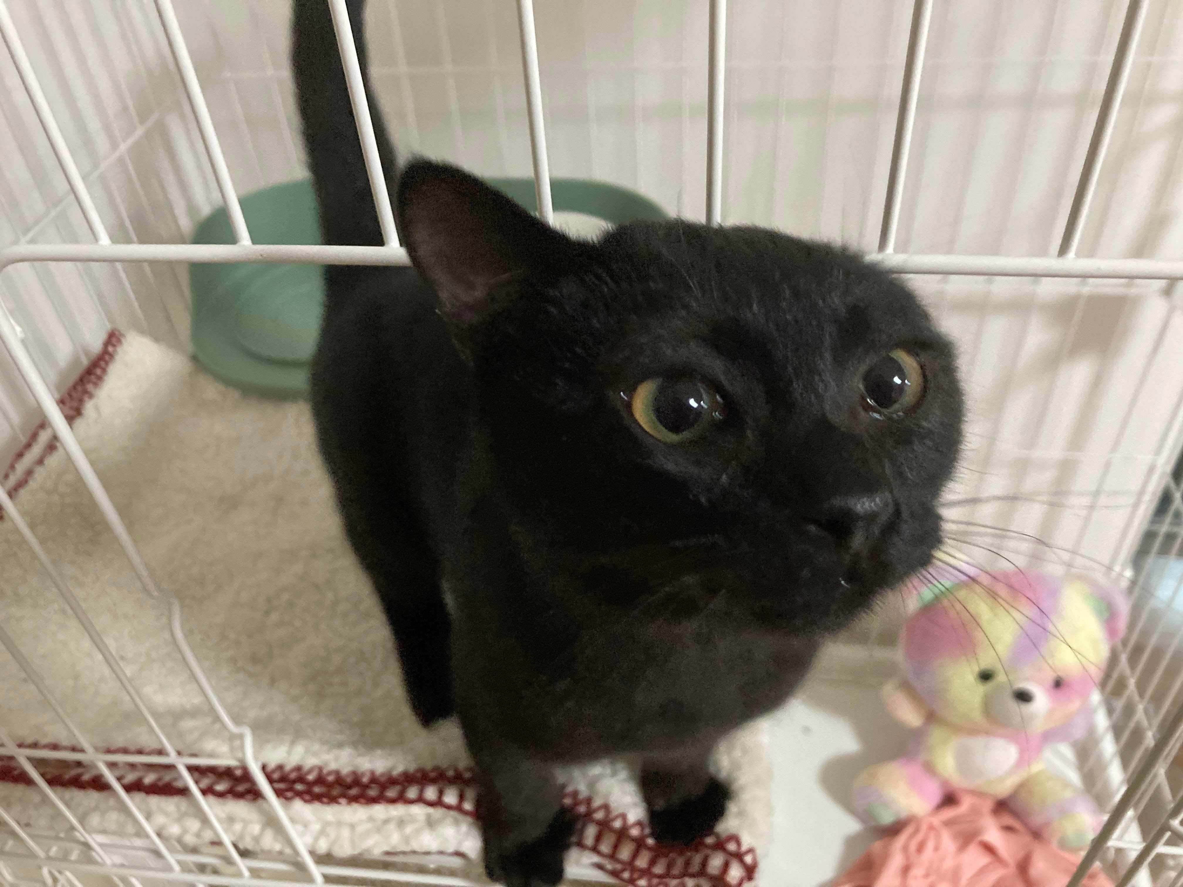 MiawMiawジューシー 子ねこ用 あじわいまぐろ」のレビュー MiawMiawジューシー 子ねこ用 あじわいまぐろ」のレビュー