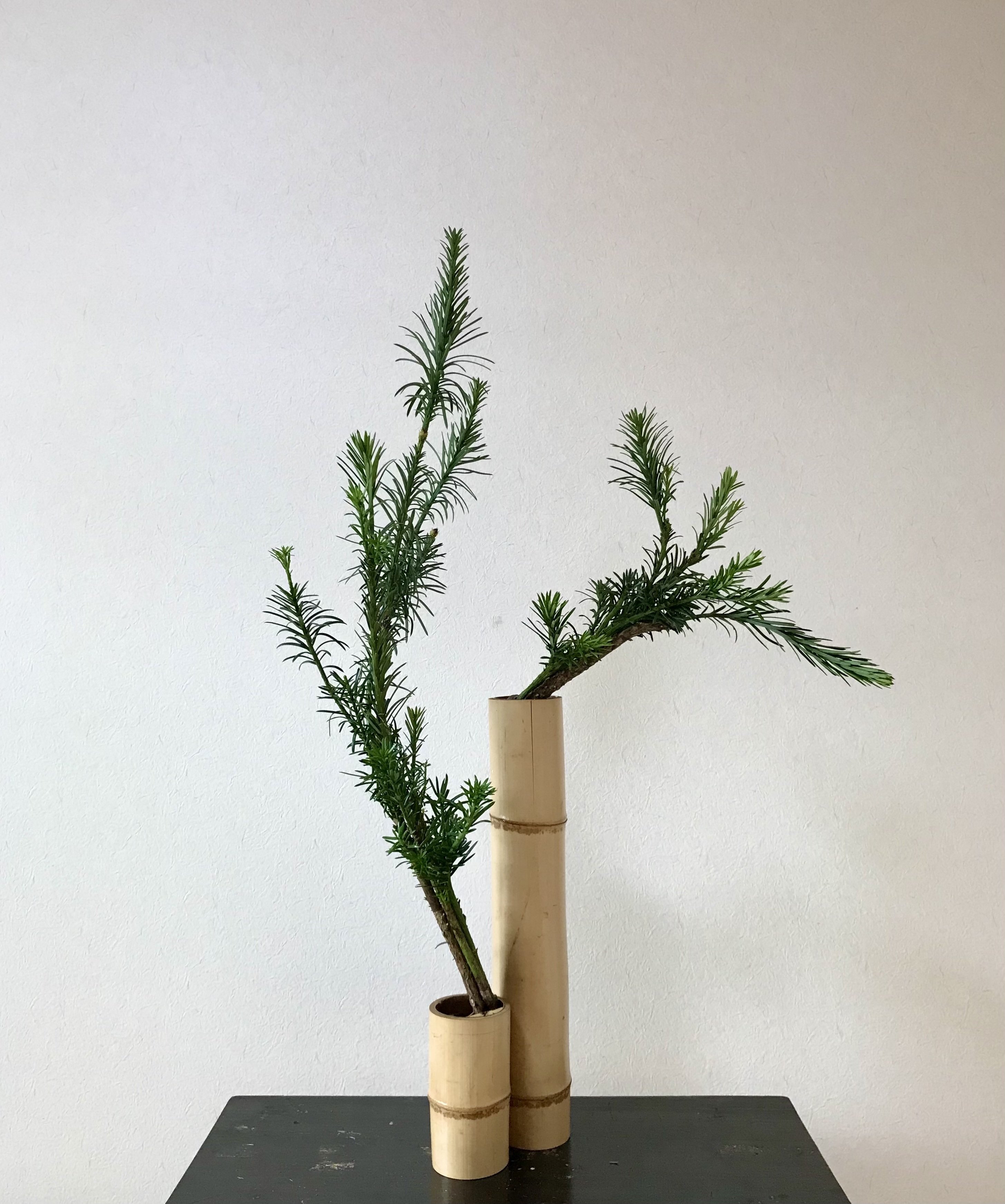 いけばな嵯峨御流 稽古日記＃088 生花／二管筒應用 朝鮮槇｜漱石(So_seki)