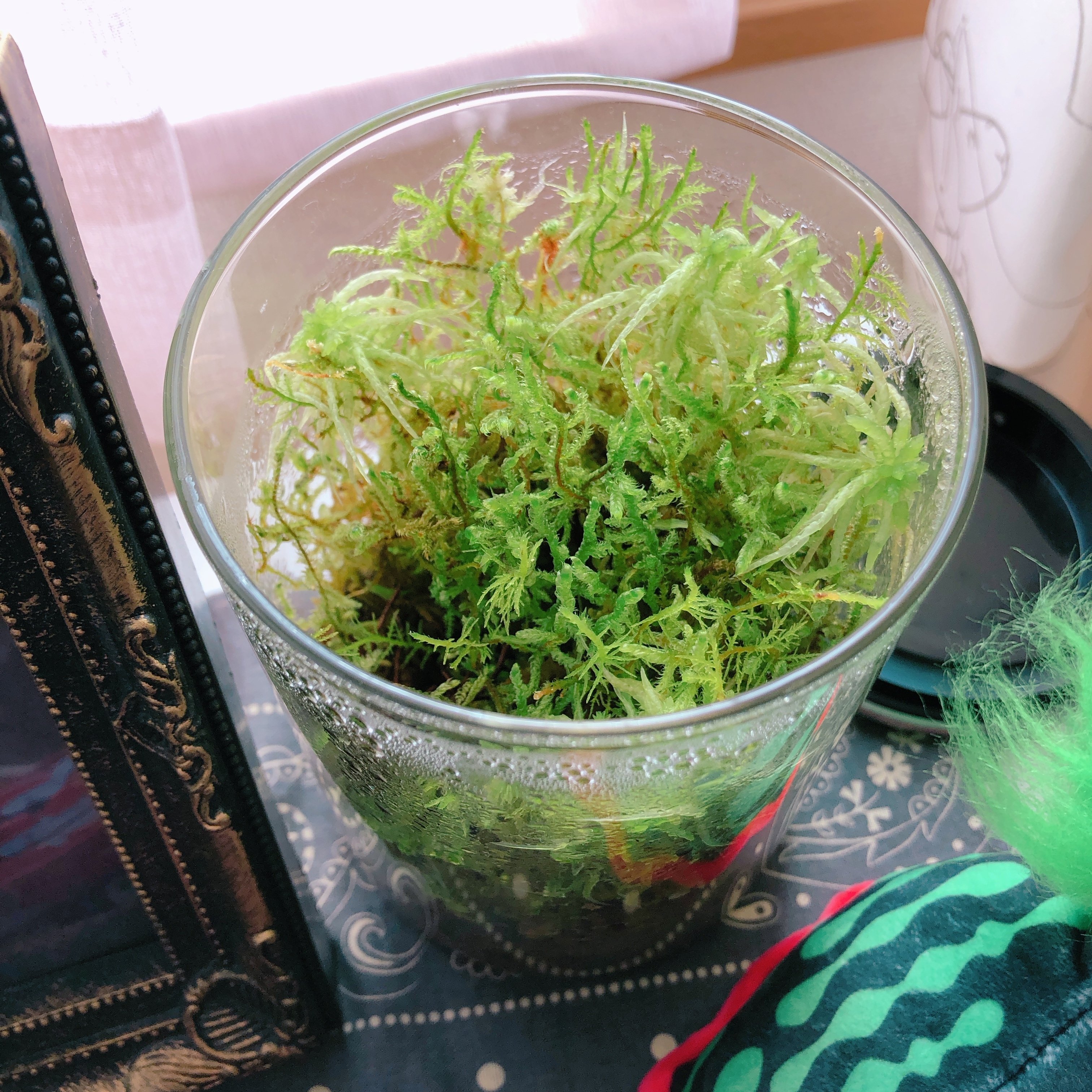 苔テラリウム 8ヶ月くらい生存 犬虫文庫 Note