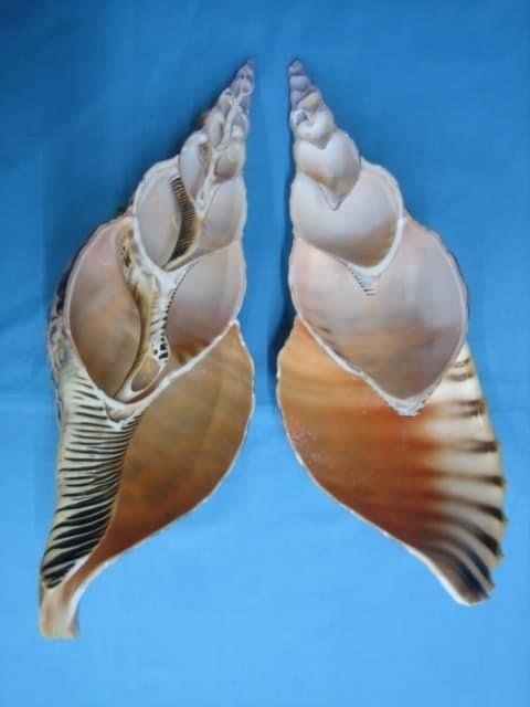 2666❣️ 法螺貝　2点セット 法螺貝 約37㎝ 木製歌口,赤紐付 新品 MH-428 法螺貝 約37㎝