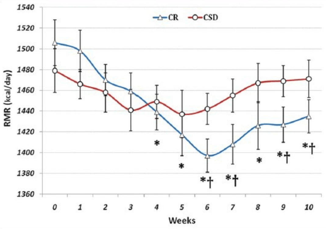 安静時代謝率の変化(CR:ぶっ続け　CSD:リフィード）