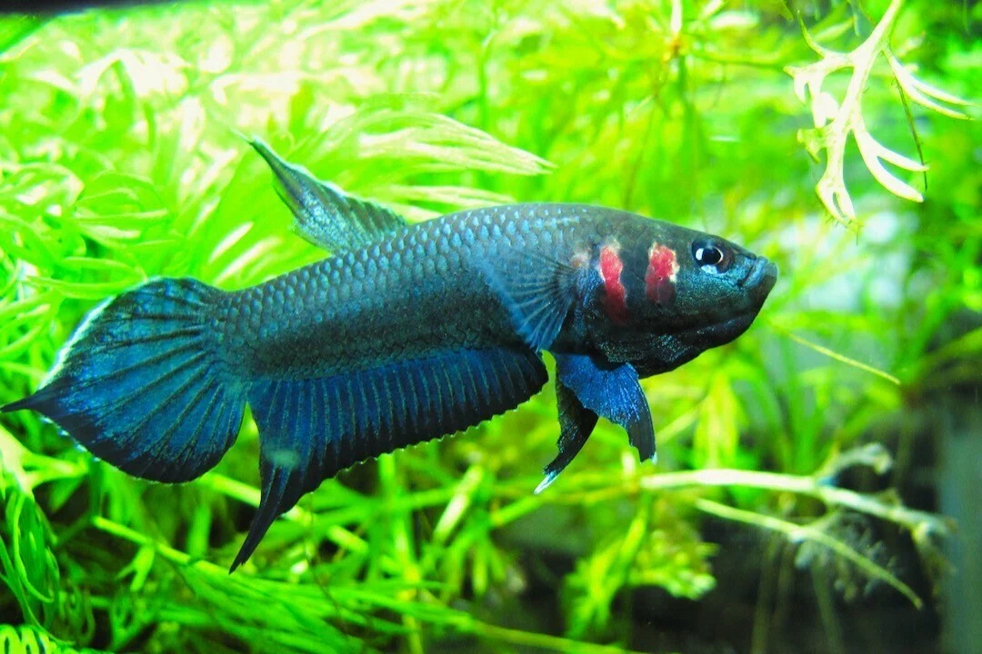 ワイルドベタ（原種ベタ）飼育『失敗しない』ための5か条｜硝宮迷子