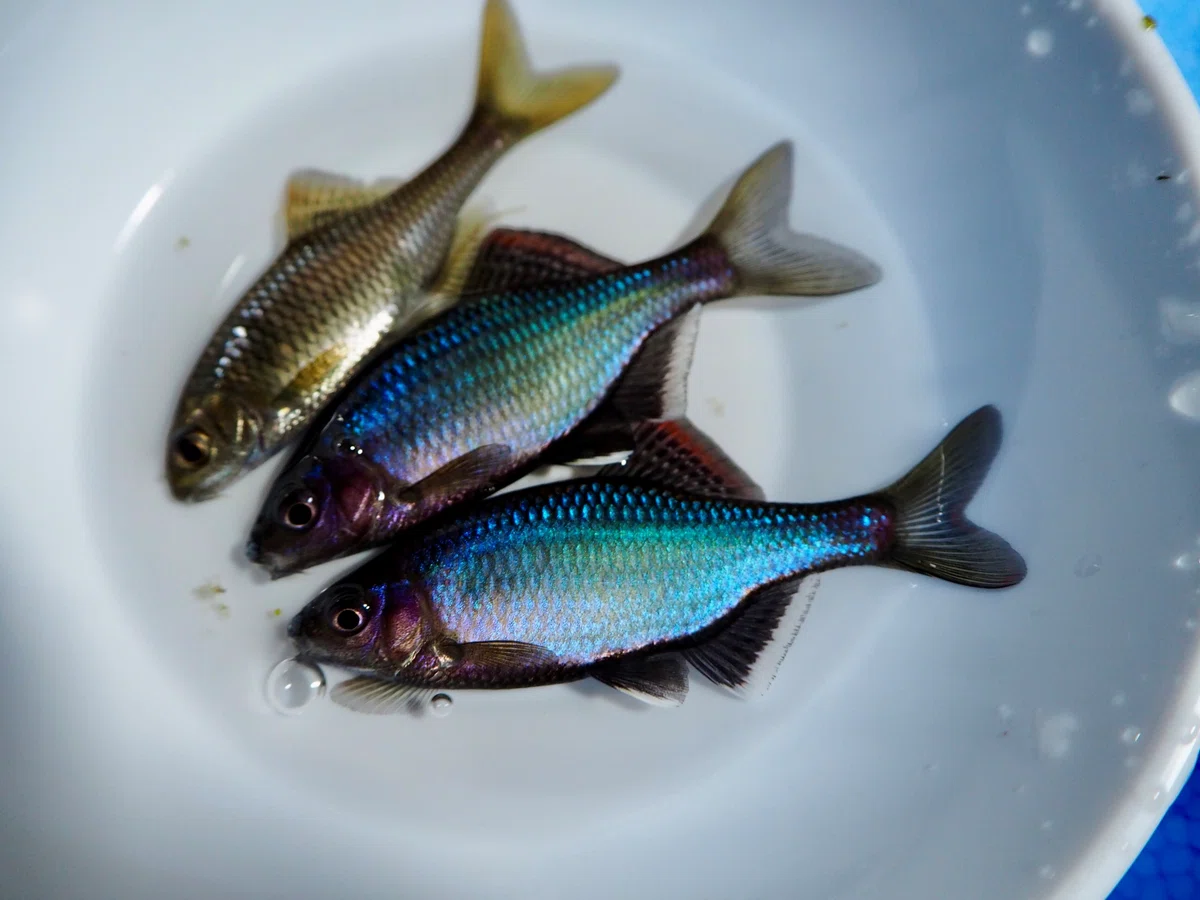 日本産/外国産淡水魚