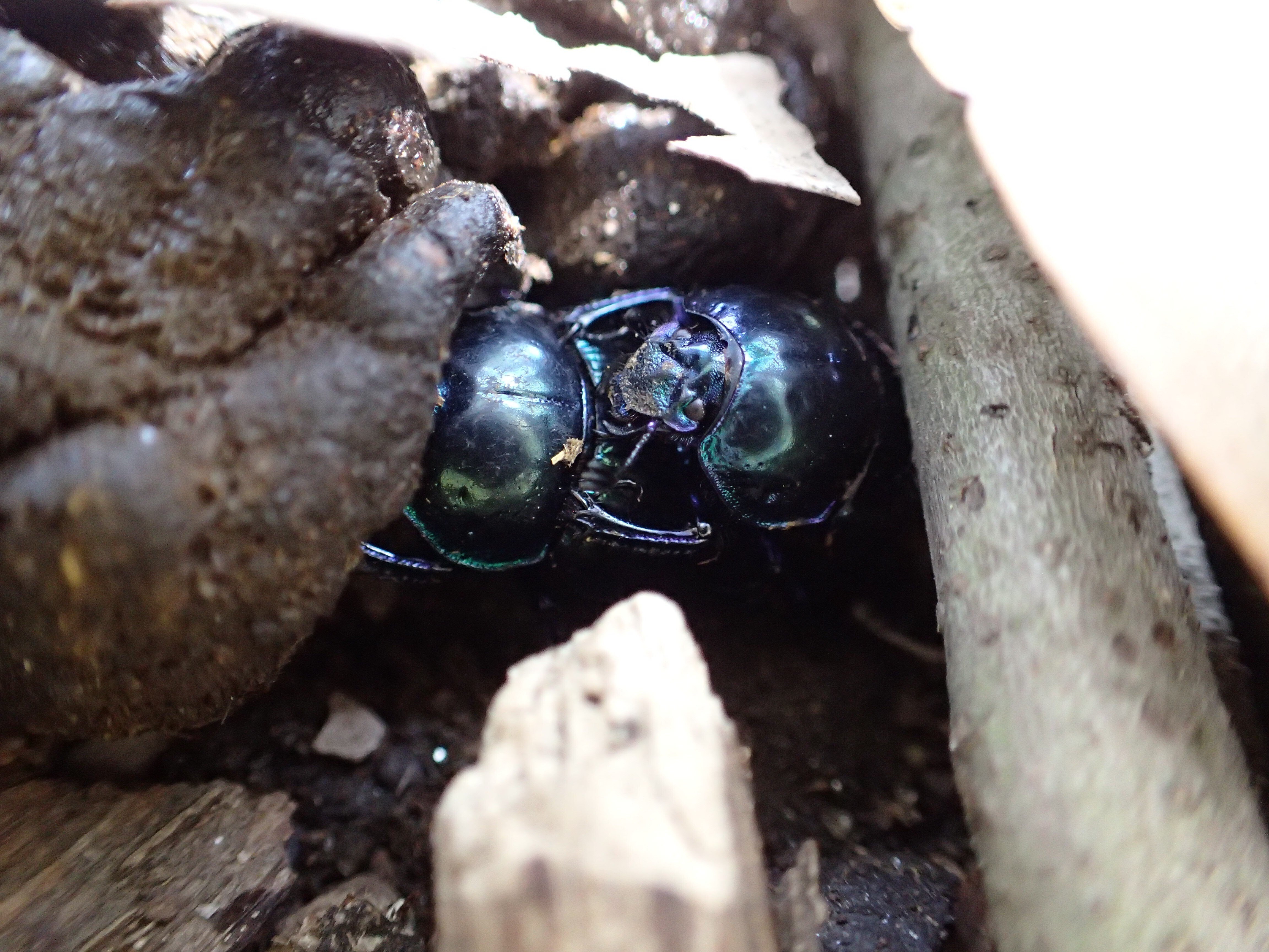 オオセンチコガネ〜宝石は糞の下に〜（京の昆虫日記vol.1）｜京庵