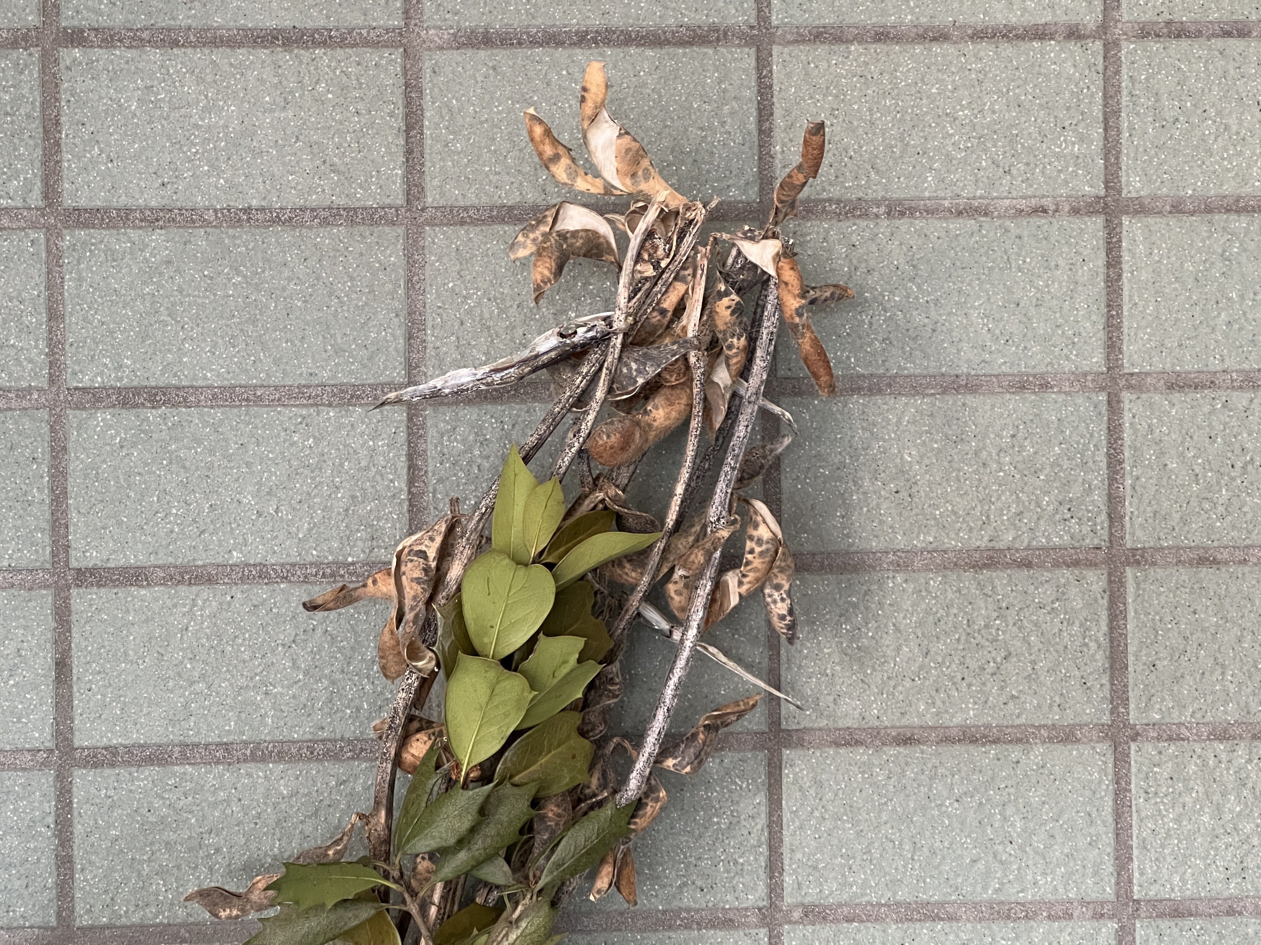 節分の準備といいつつ みたらし団子が食べたいだけだったりして ｍｏｈ Note