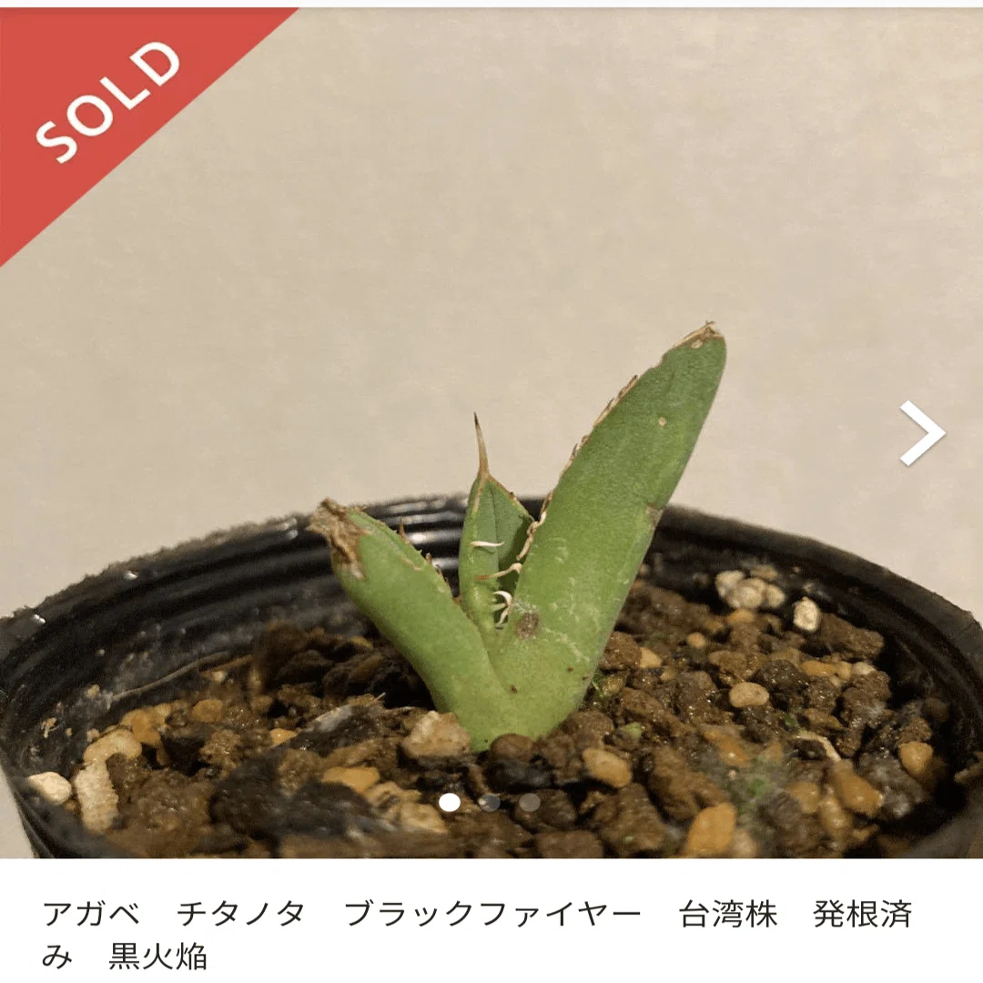 メルカリ］アガベ・チタノタ・ブラックファイヤーの子苗を2800円で買っ