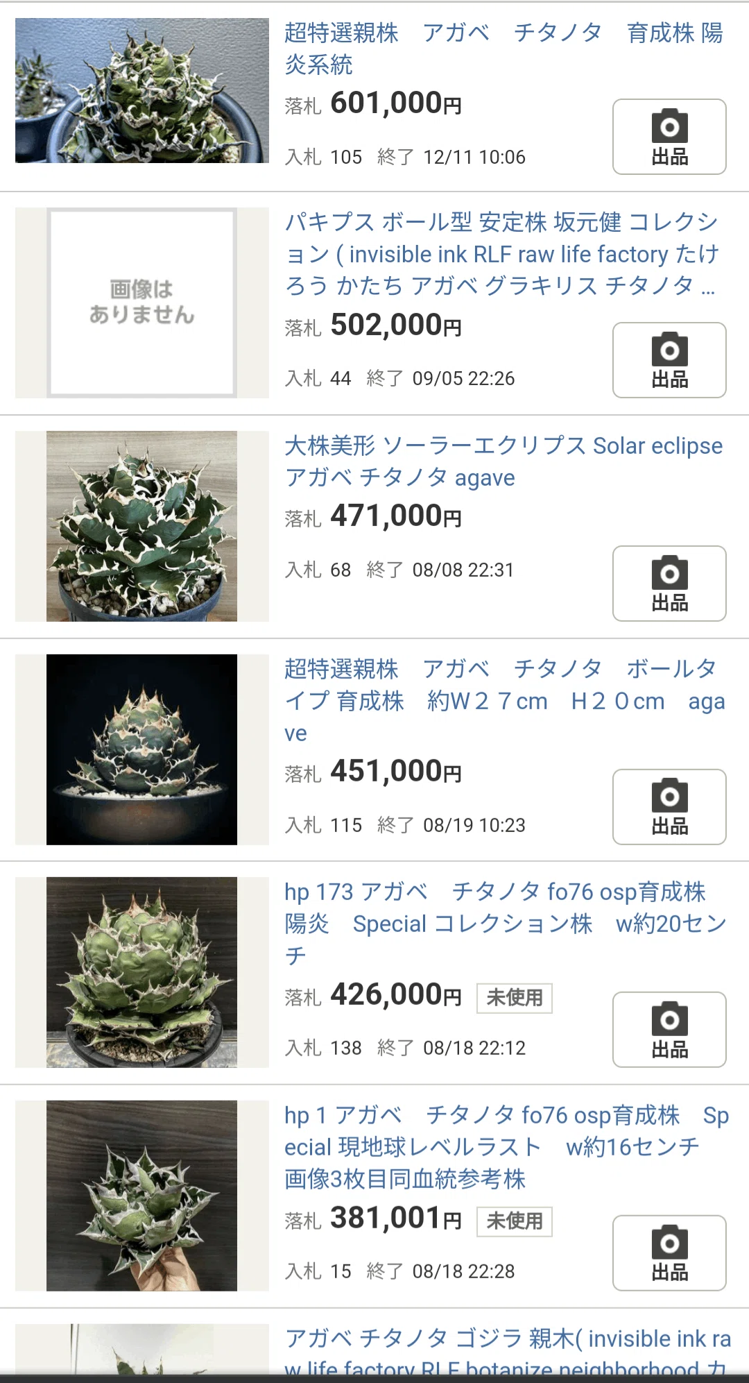 メルカリ］アガベ・チタノタ・ブラックファイヤーの子苗を2800円で買っ