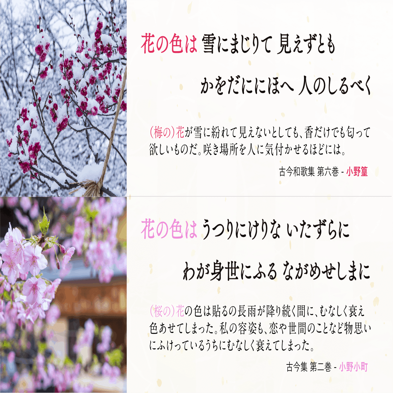 同じ 花の色は ではじまる和歌を通じた 小野小町と篁公の物語 小野照崎神社 Note