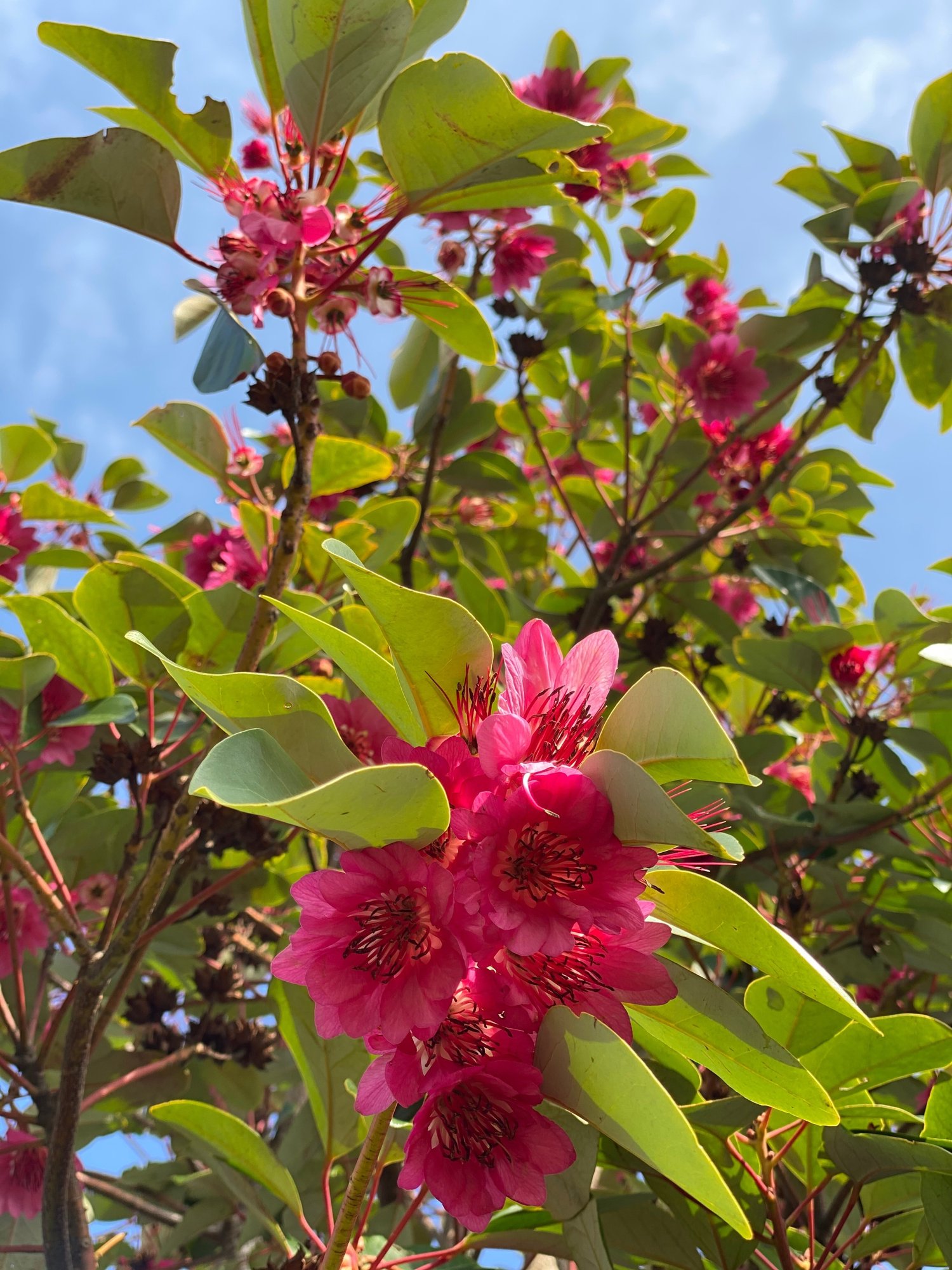 春の花木ーエキゾチックな花 ロドレイア Haco ガーデンプランナー 庭のある暮らし植物のある暮らし Note 春の花木ーエキゾチックな花 ロドレイア Haco ガーデンプランナー 庭のある暮らし植物のある暮らし Note