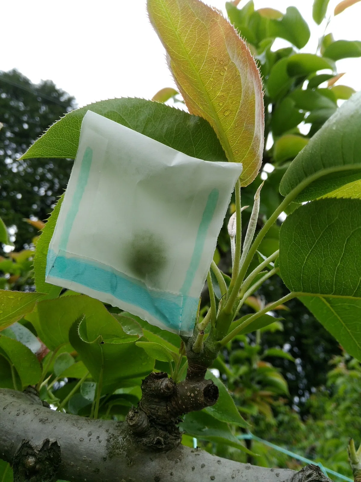 [My Favorite Scenery in Shunan City Part 1] Grapes, grapes, and more ...