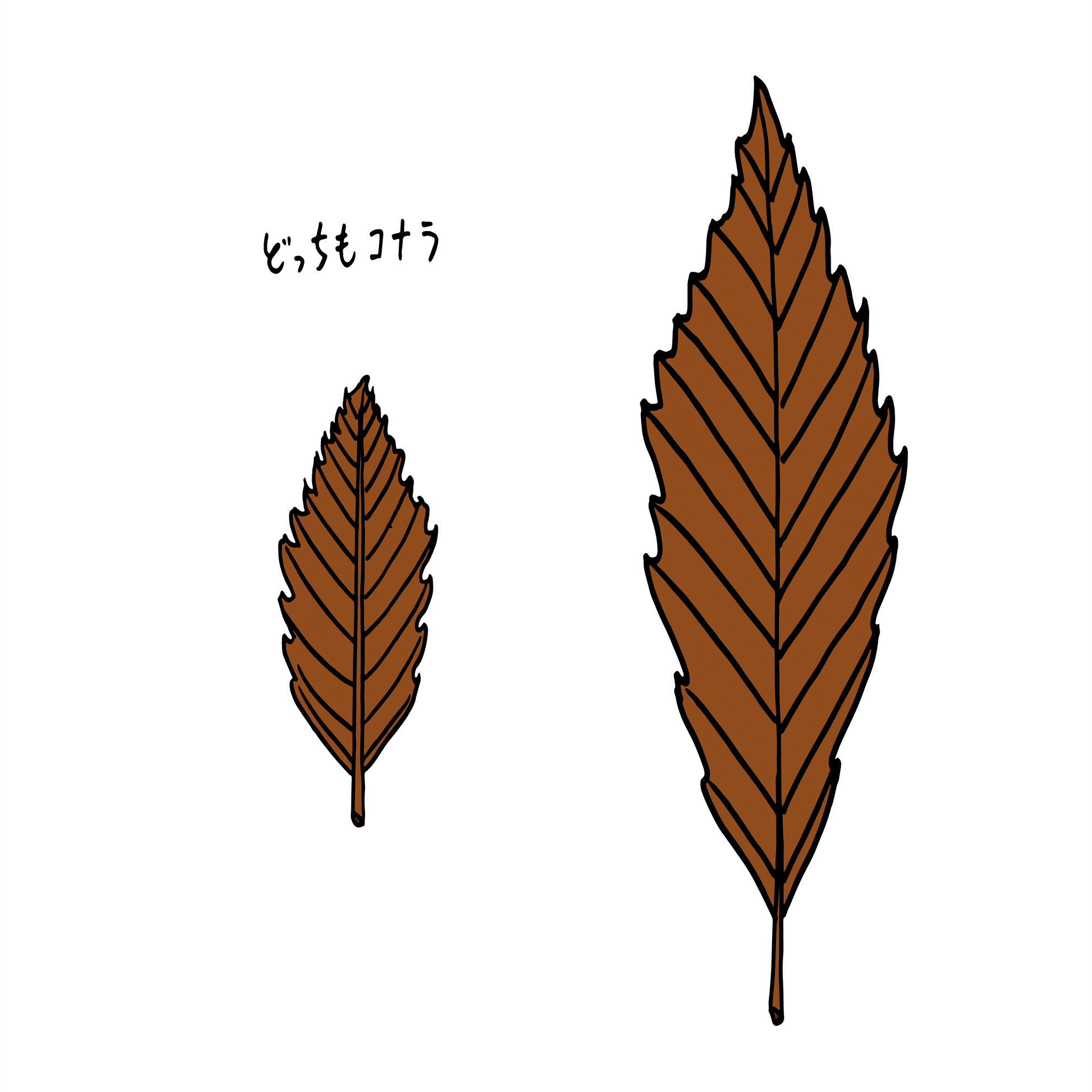ケヤキの葉に秘められた数字の話 浜松科学館 みらいーら