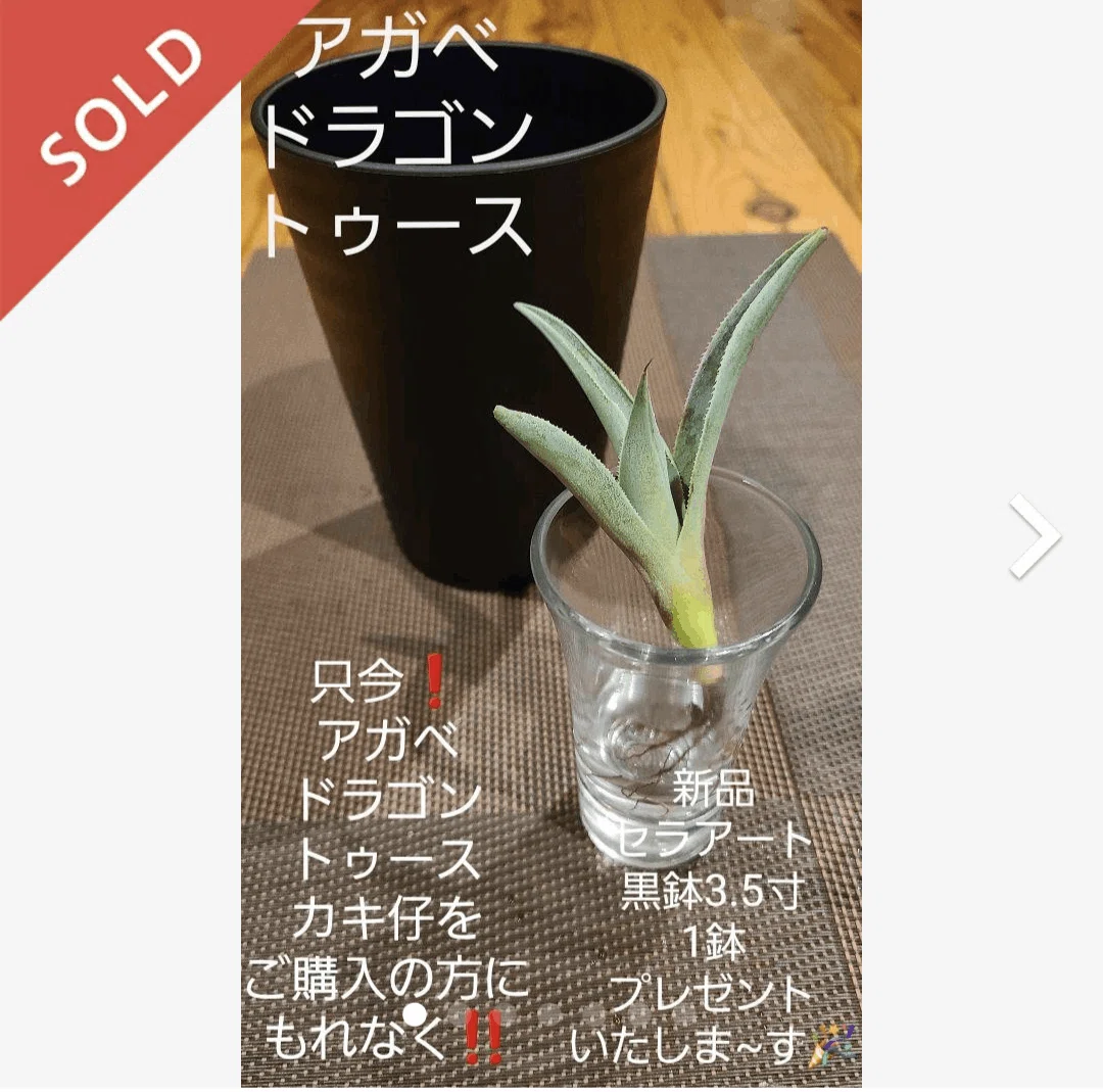 メルカリ]アガベ・ドラゴントゥースのカキ仔を1500円で買ったよ