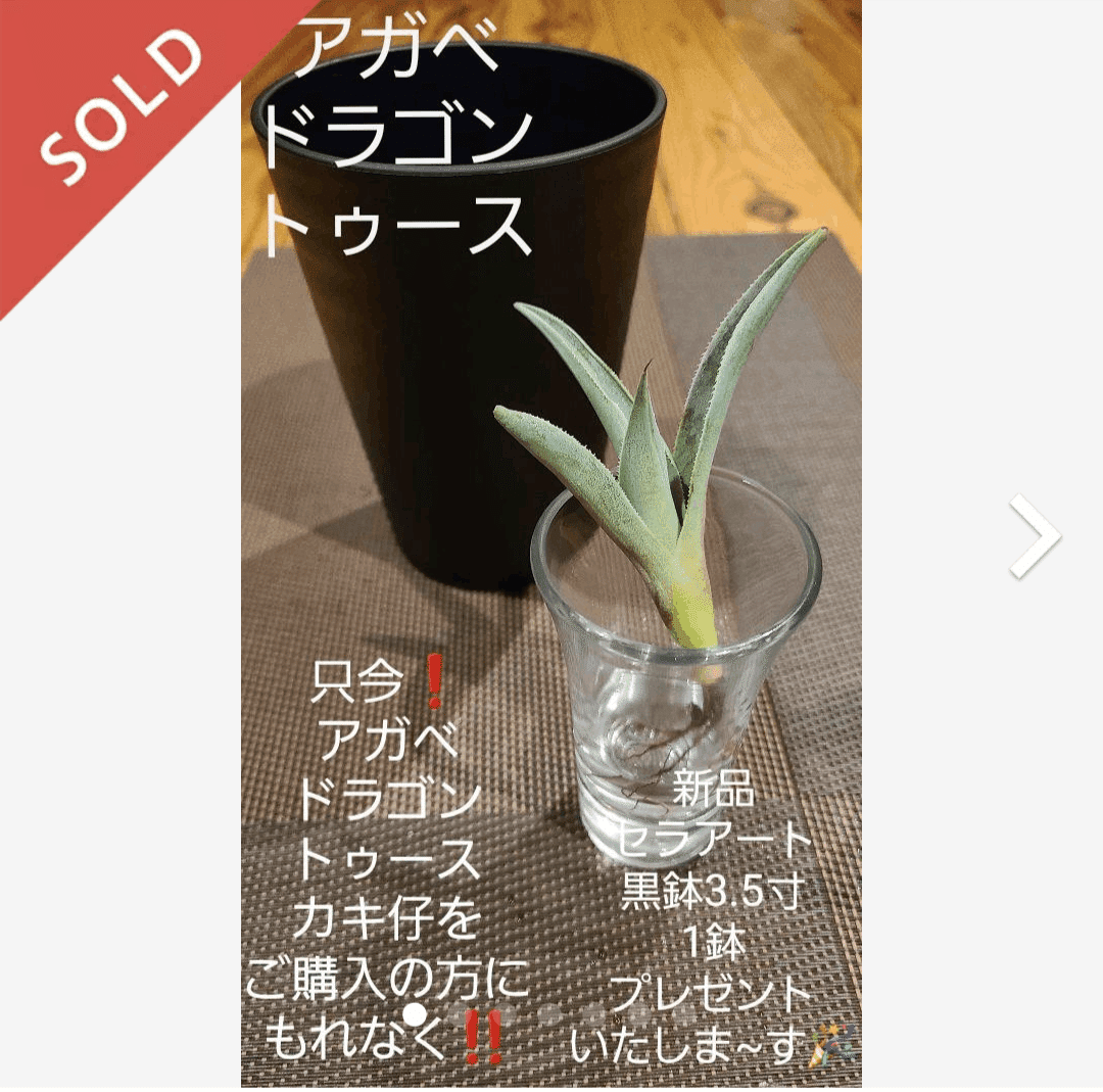 アガベ　ドラゴントゥース　ドラド　活着株鉢ごと発送 アガベ ハイブリッド 'ドラゴンエイト' 龍八 Agave hybrid