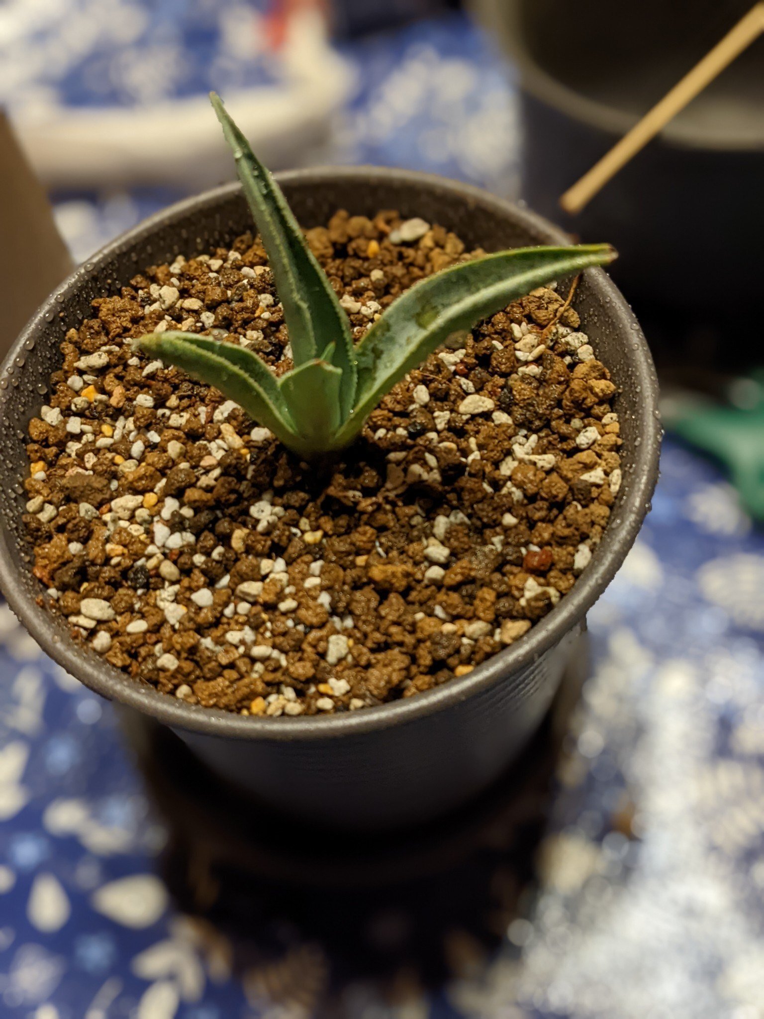 メルカリ]アガベ・ドラゴントゥースのカキ仔を1500円で買ったよ