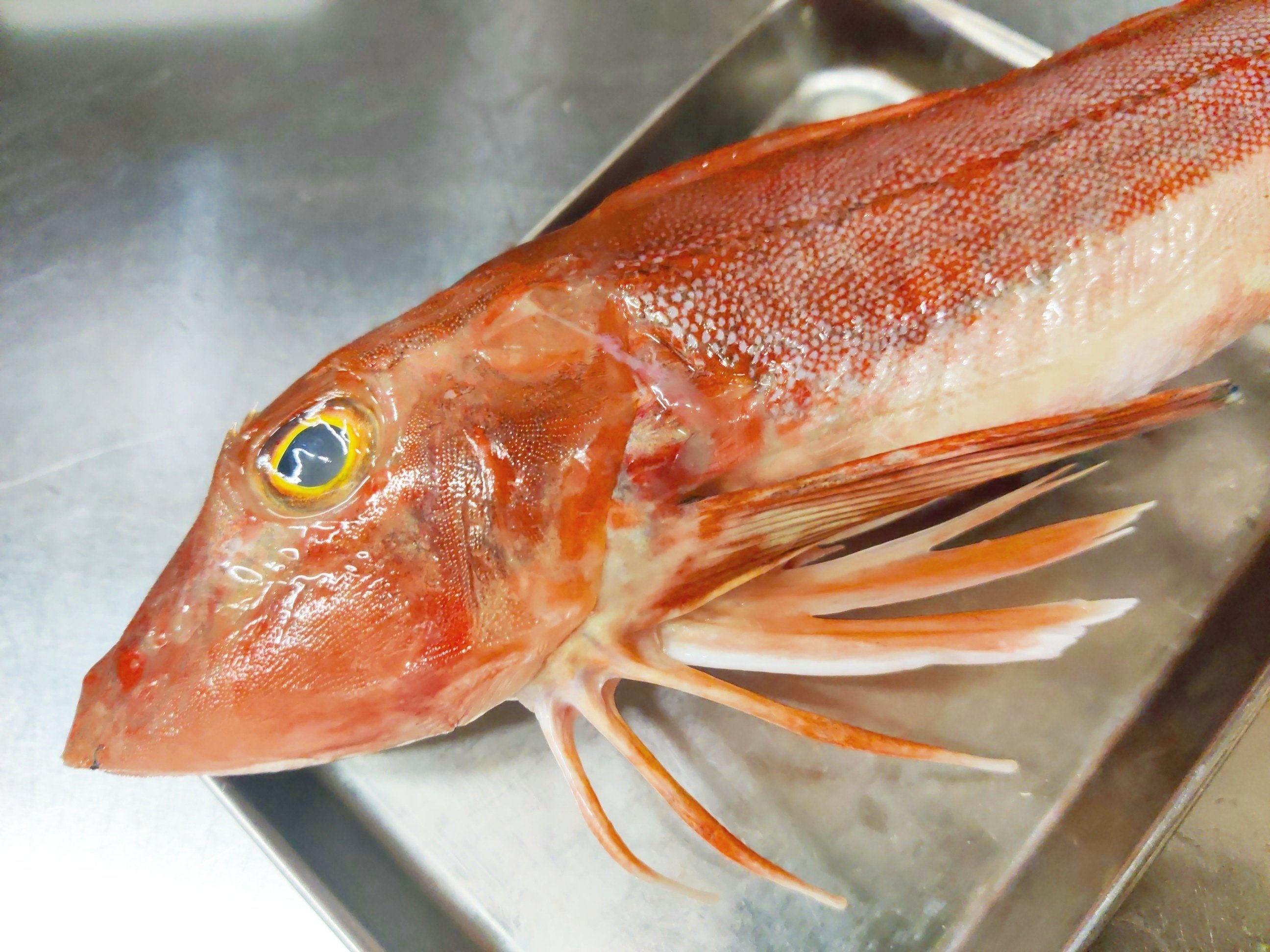 長崎県産ホウボウのポアレ フェンネルのソース 修家大雄 レストラン ラ フェ Note