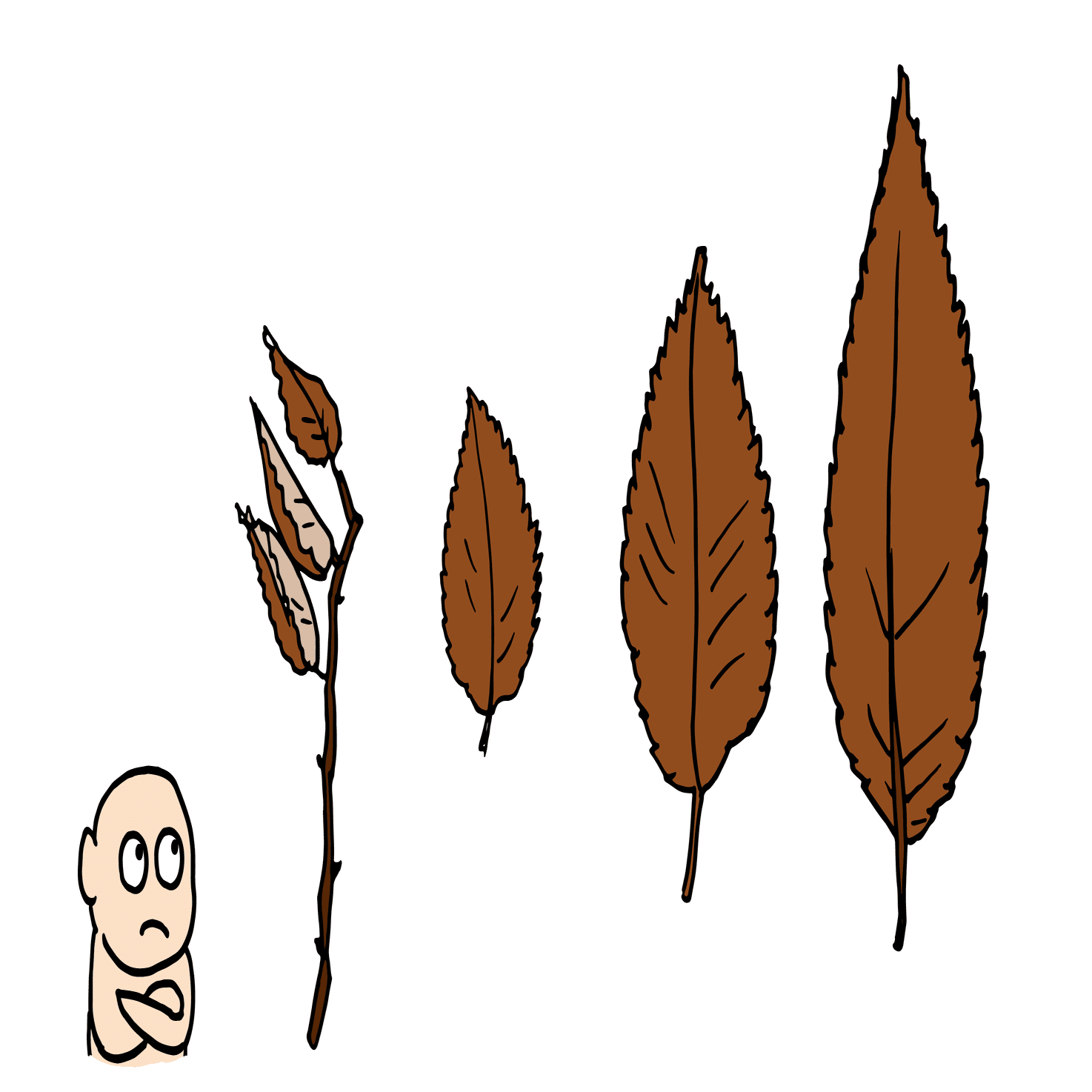 ケヤキの葉に秘められた数字の話 浜松科学館 みらいーら