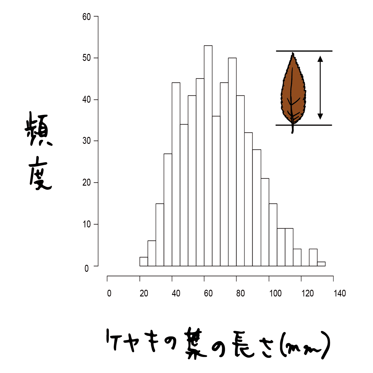 ケヤキの葉に秘められた数字の話 浜松科学館 みらいーら