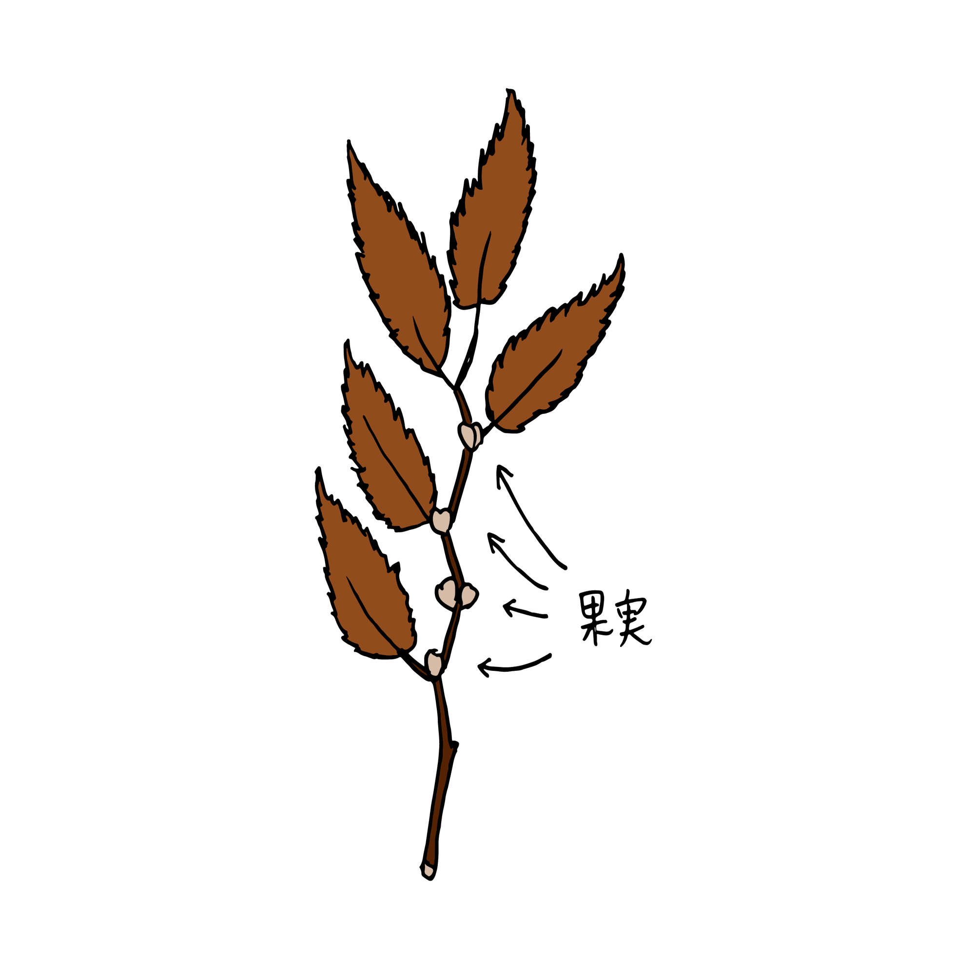 ケヤキの葉に秘められた数字の話 浜松科学館 みらいーら