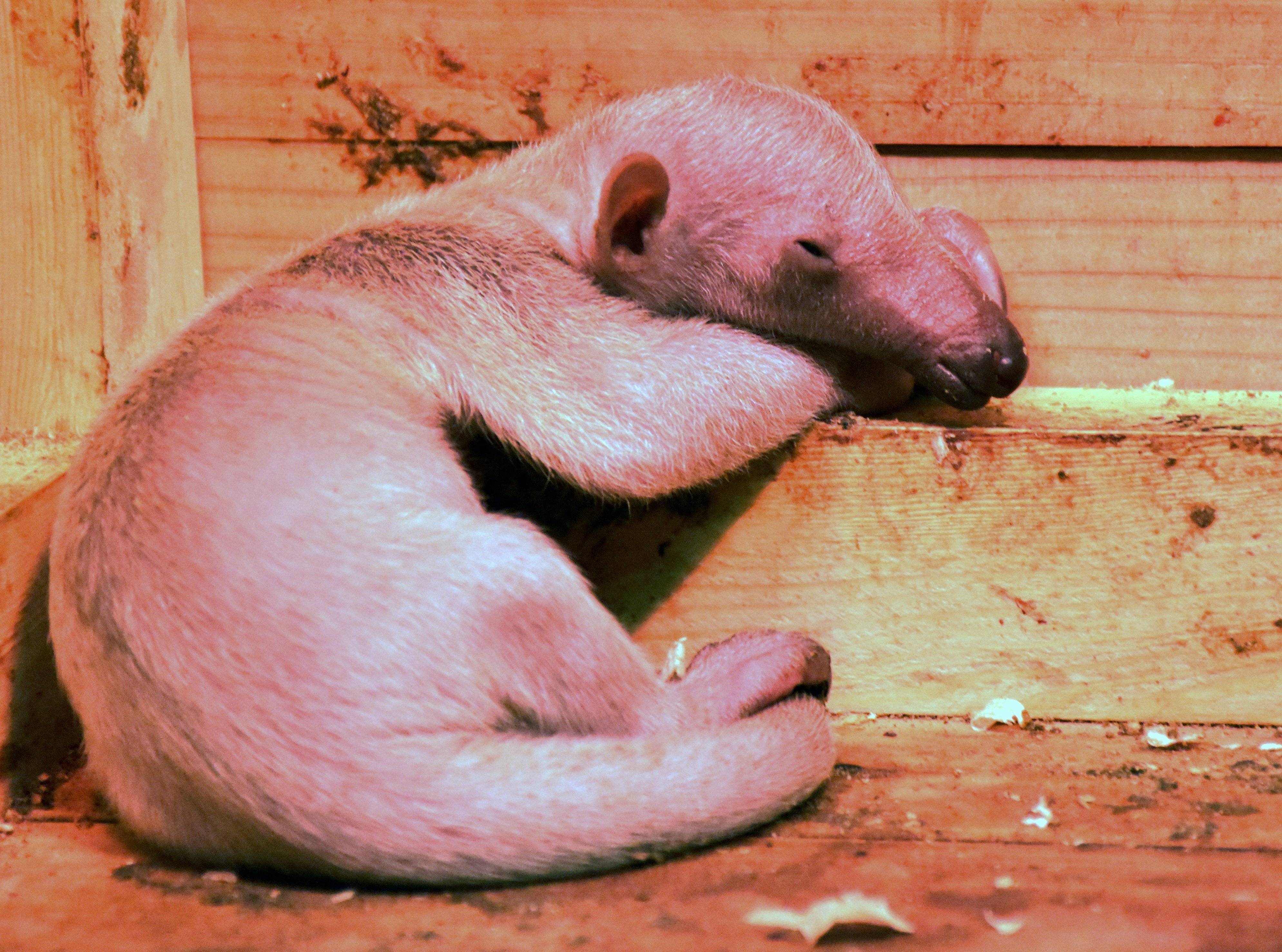 キタコアリクイ 有毛目オオアリクイ科 Hirahiranote Note