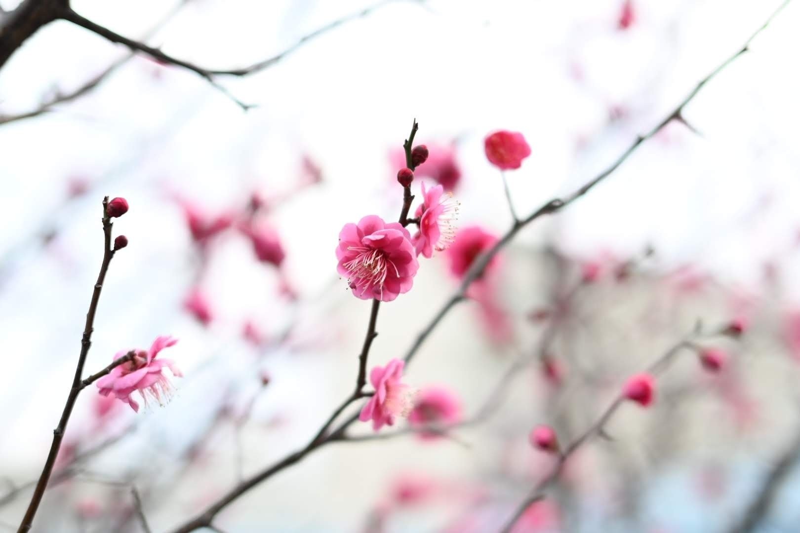 NIKKOR Z 40mm f/2 が好きすぎて，スナップ写真を撮ってみた｜ザブ