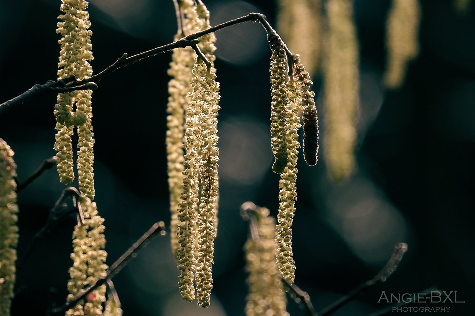 ヘーゼルナッツの花 Angie Bxl Note