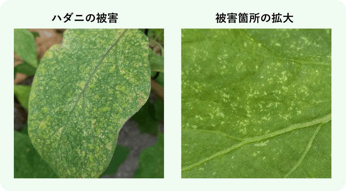 ナス|葉に白い点々|ハダニ|ミライ菜園