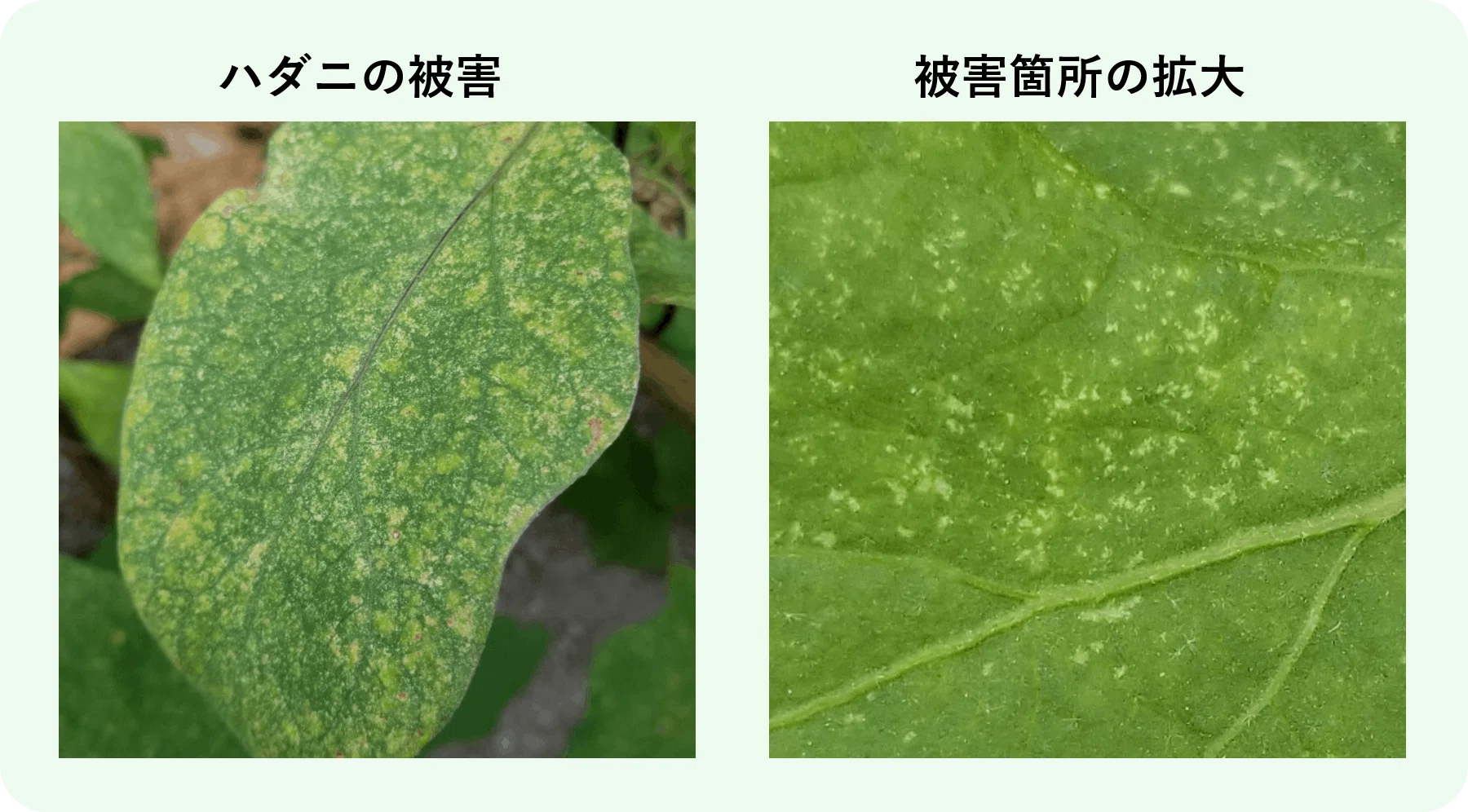 病害虫図鑑
