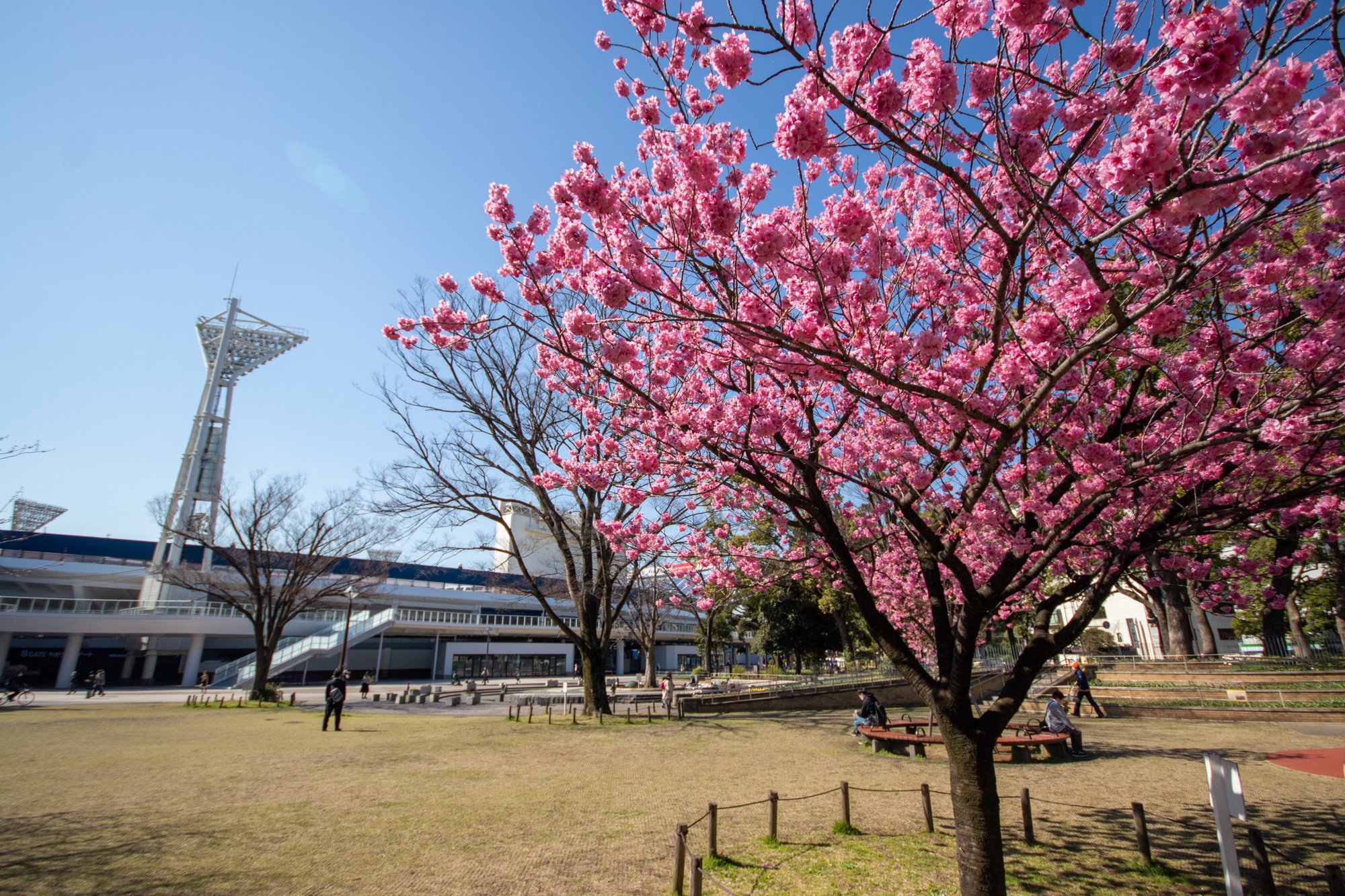 横浜おすすめ桜スポット たのやく Note 横浜おすすめ桜スポット たのやく Note