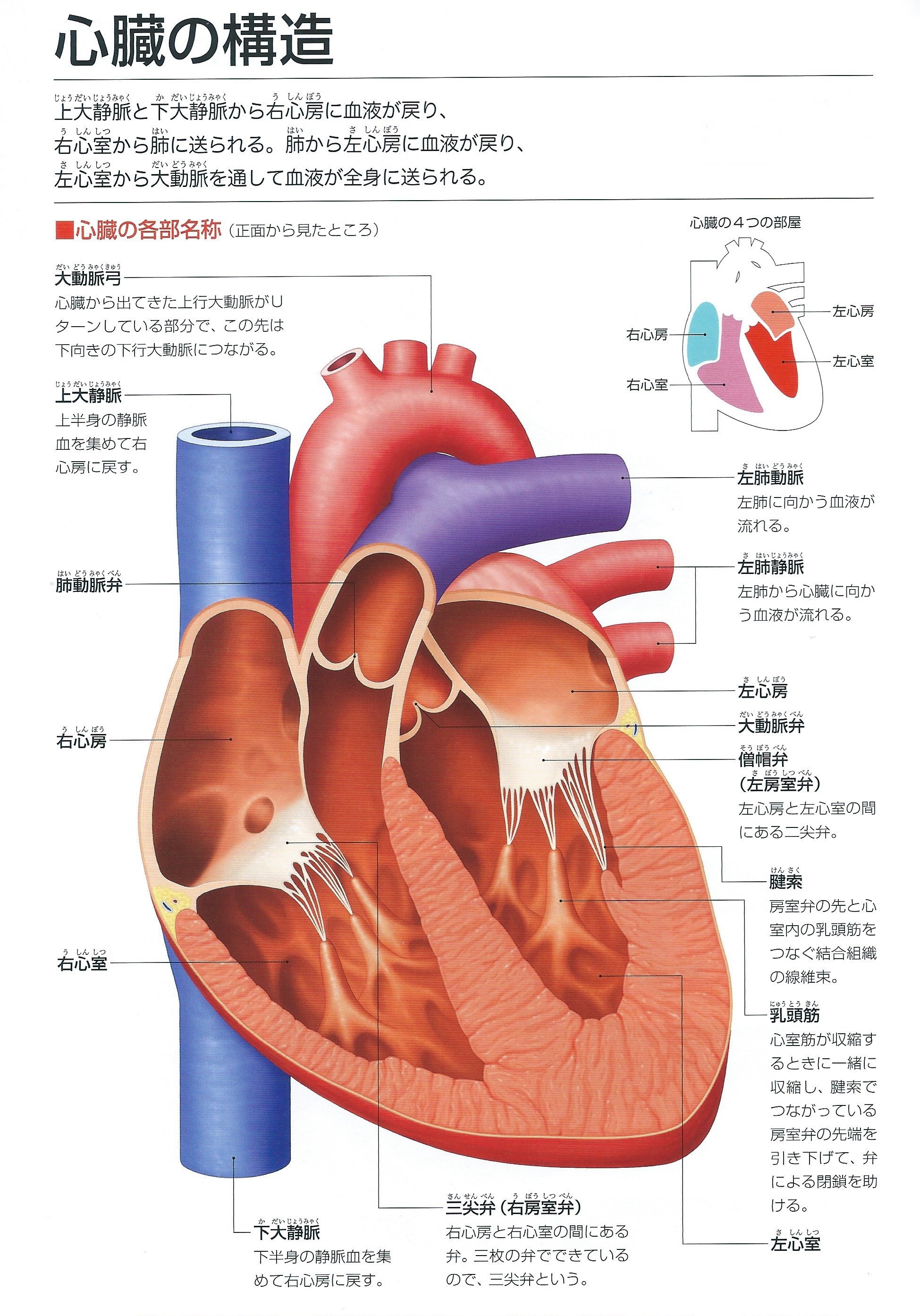 40代からの人体の取扱説明書」を理解しよう（23）P.56~57 ｜何でも正直