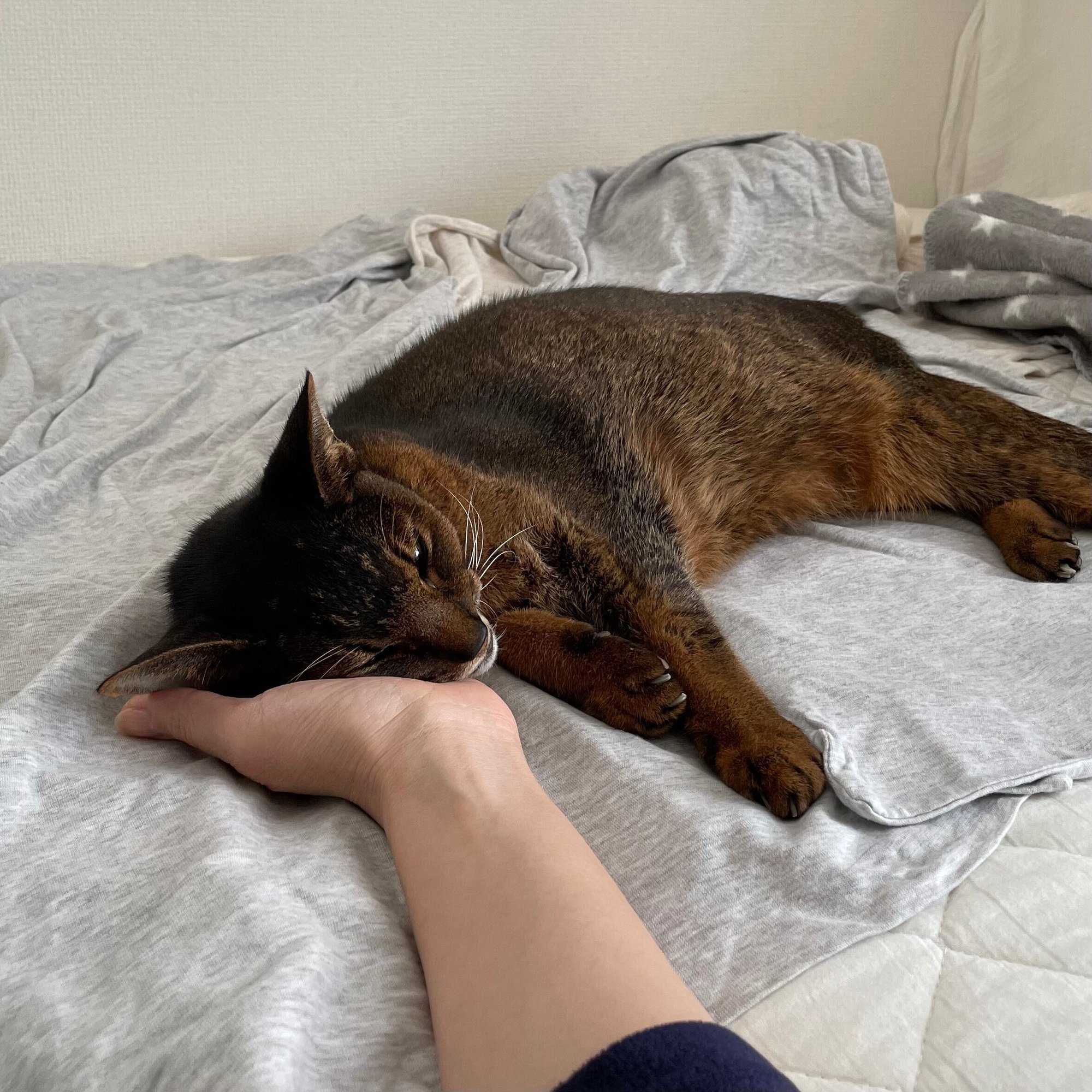 愛猫の最期の日のこと 最終回 みちゅねこ Note 愛猫の最期の日のこと 最終回 みちゅねこ Note