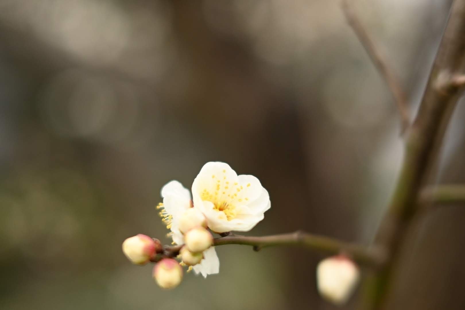 NIKKOR Z 40mm f/2 が好きすぎて，スナップ写真を撮ってみた｜ザブ