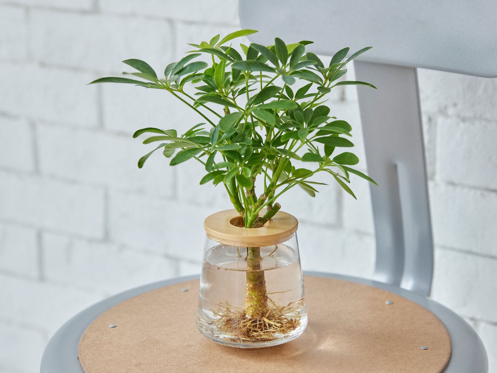 初心者におすすめの観葉植物12選 水耕栽培で育てるコツとは Wootang 水耕栽培専門の植物ブランド Note 初心者におすすめの観葉植物12選 水耕栽培で育てるコツとは Wootang 水耕栽培専門の植物ブランド Note