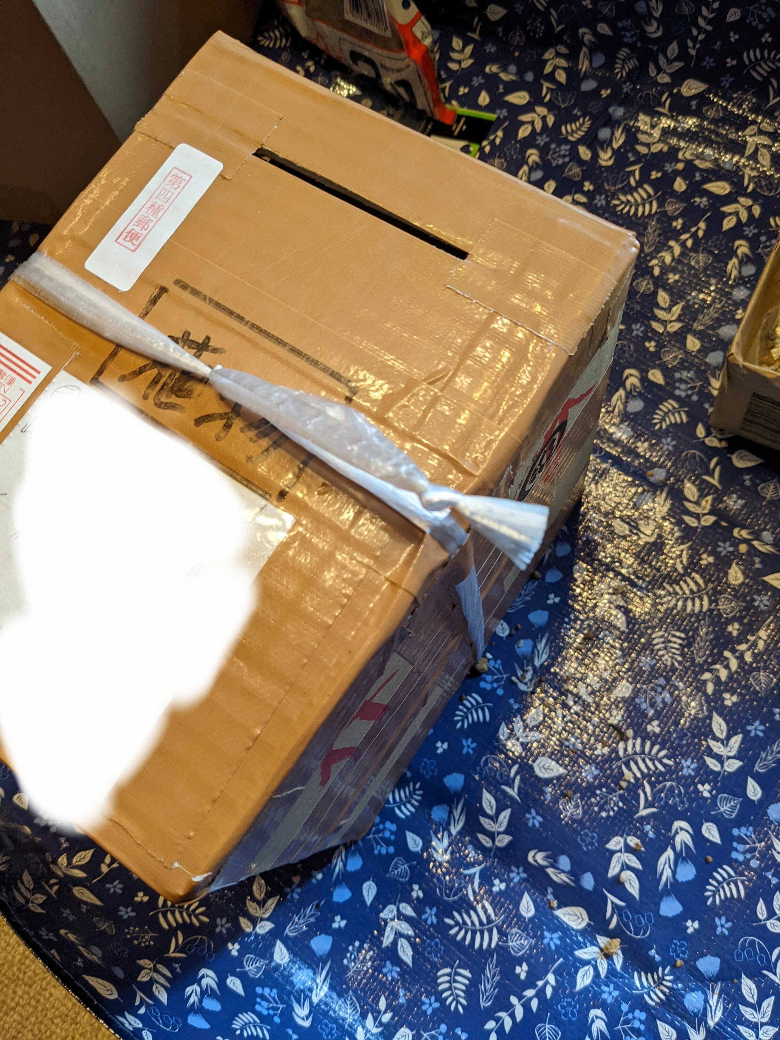 アガベ・スーパーワイド購入。丁寧すぎる出品者様に感動。｜うめすけ