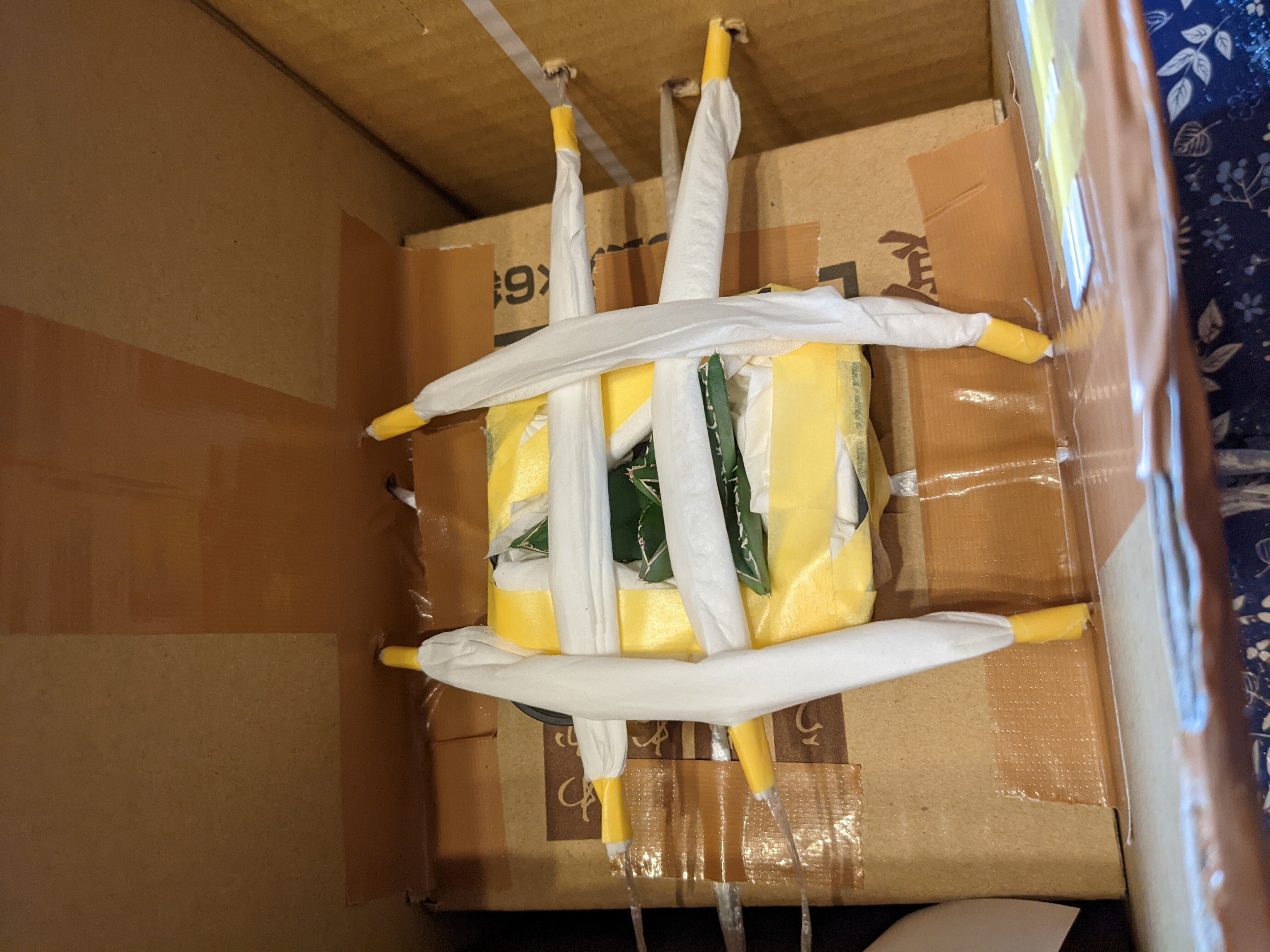 アガベ・スーパーワイド購入。丁寧すぎる出品者様に感動。｜うめすけ