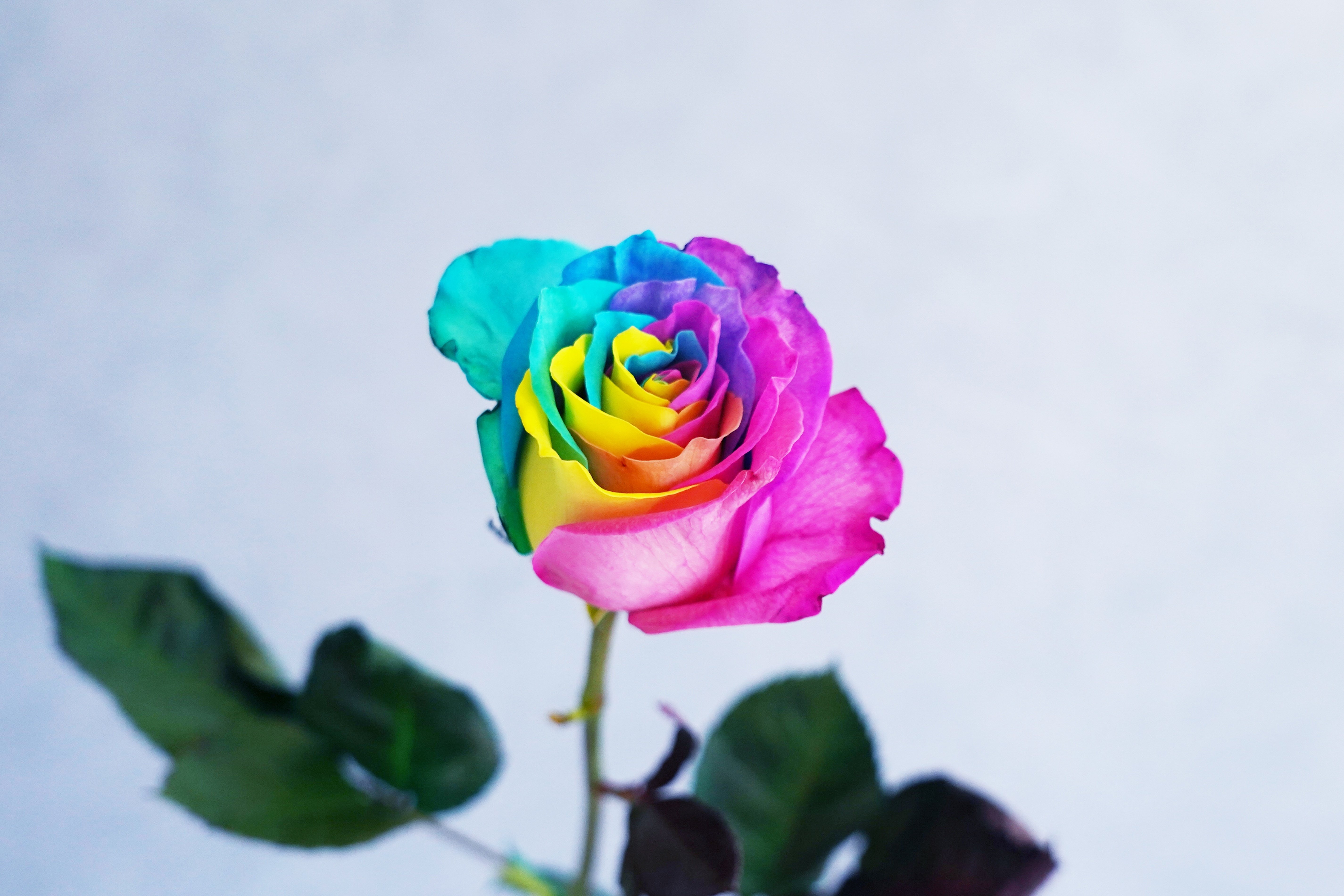 アフターブーケ図鑑 レインボーローズ ドライフラワー Kannax Note