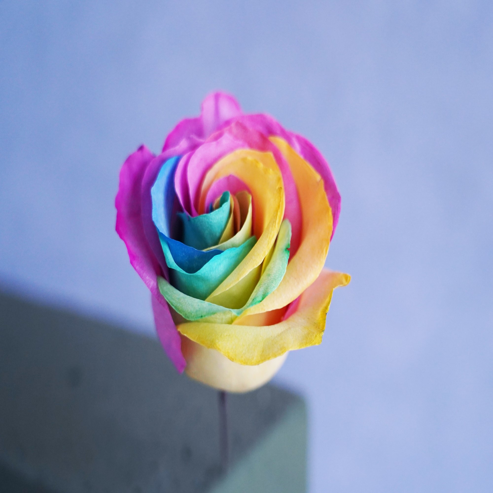 アフターブーケ図鑑 レインボーローズ ドライフラワー Kannax Note