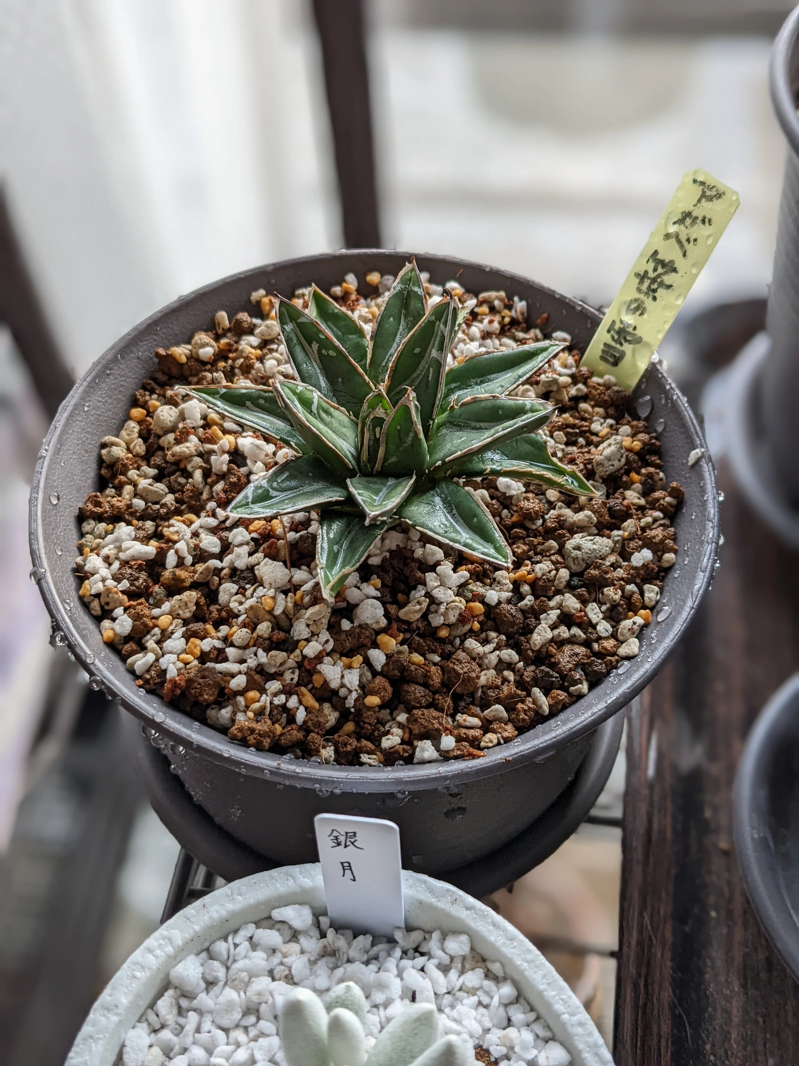 アガベ・笹の雪 / Agave victoriae-reginae 多肉植物 観葉植物 アガベ・笹の雪 / Agave victoriae-reginae 多肉植物 観葉植物