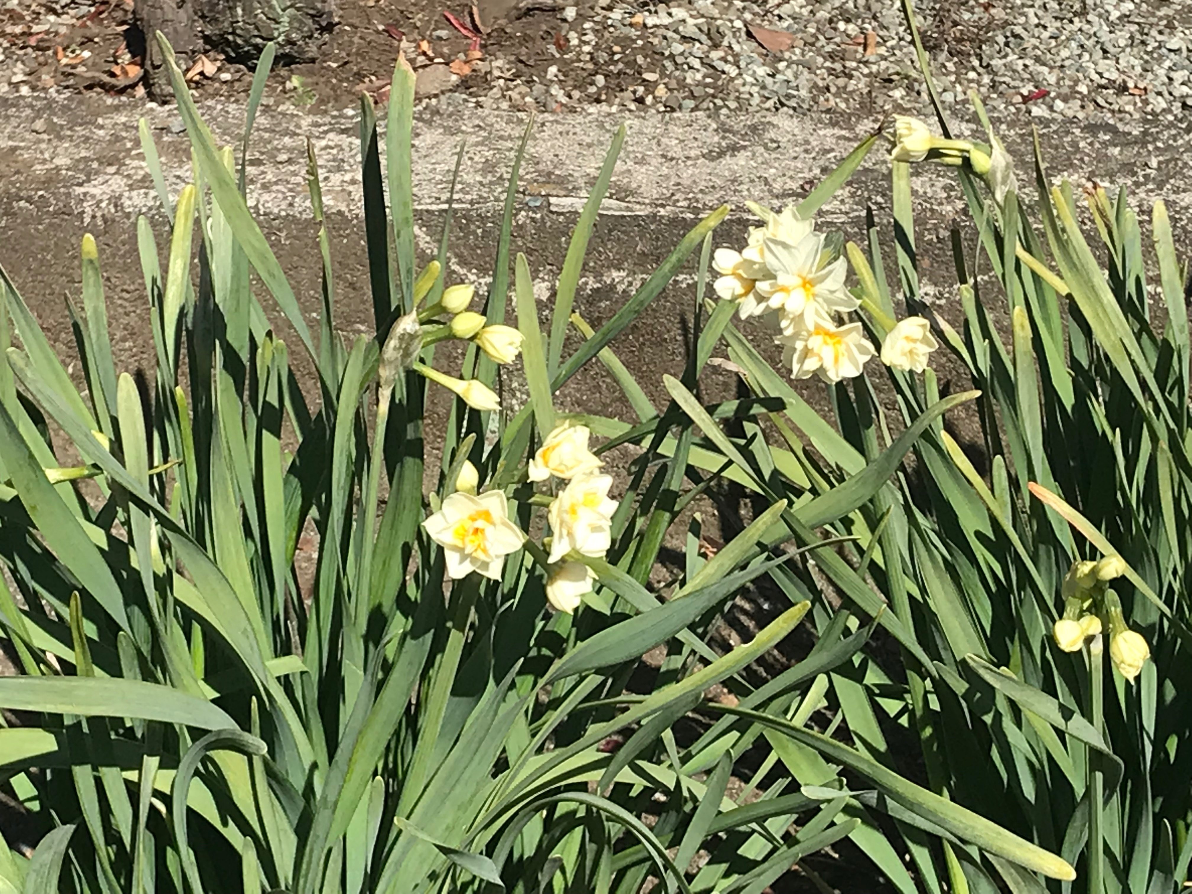 お墓参り後に弟のイタリアンレストランにてランチ Taverna112 神奈川県大和市 うさカナ Note