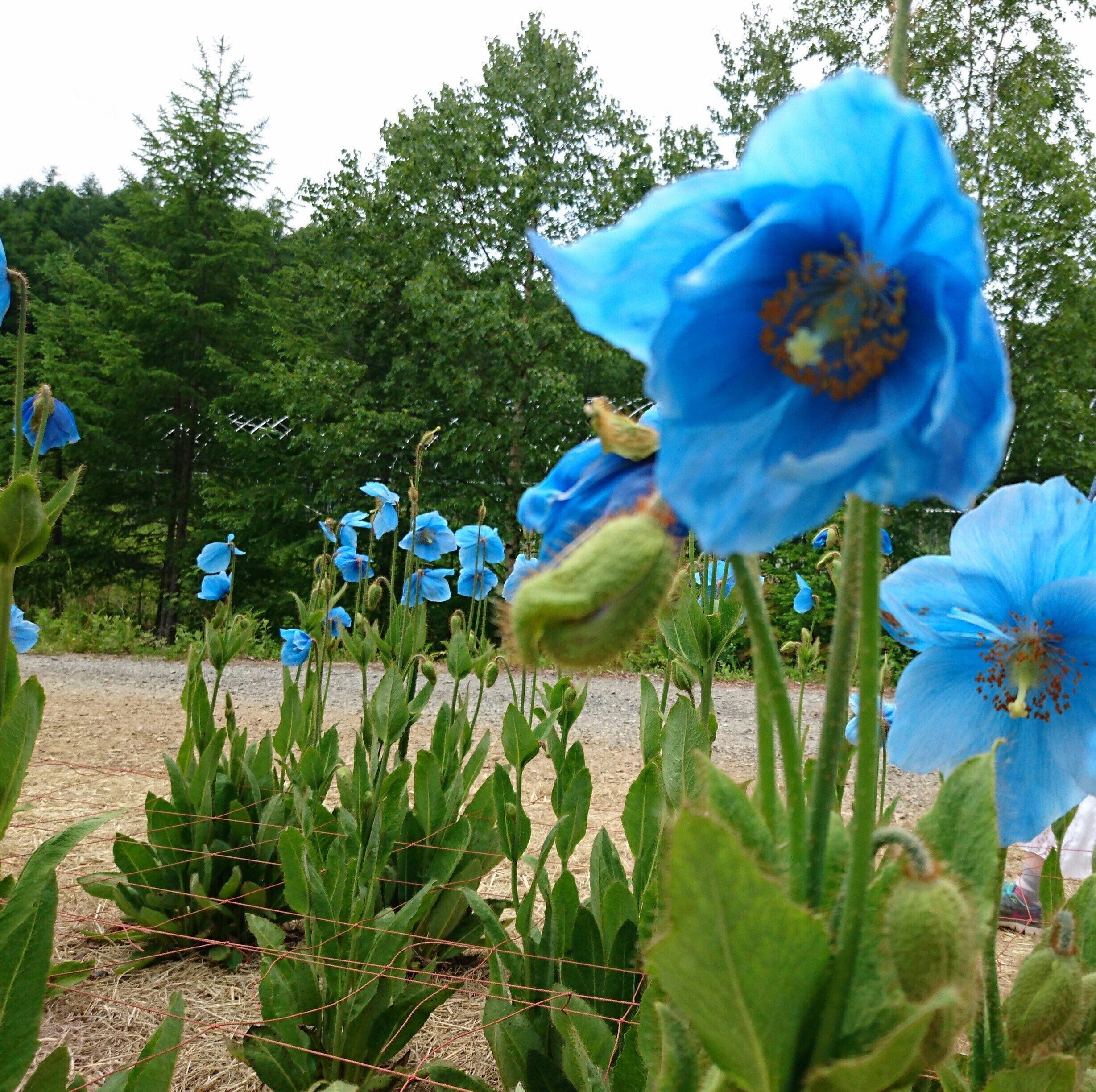 ヒマラヤの青いケシ まくもこ Note