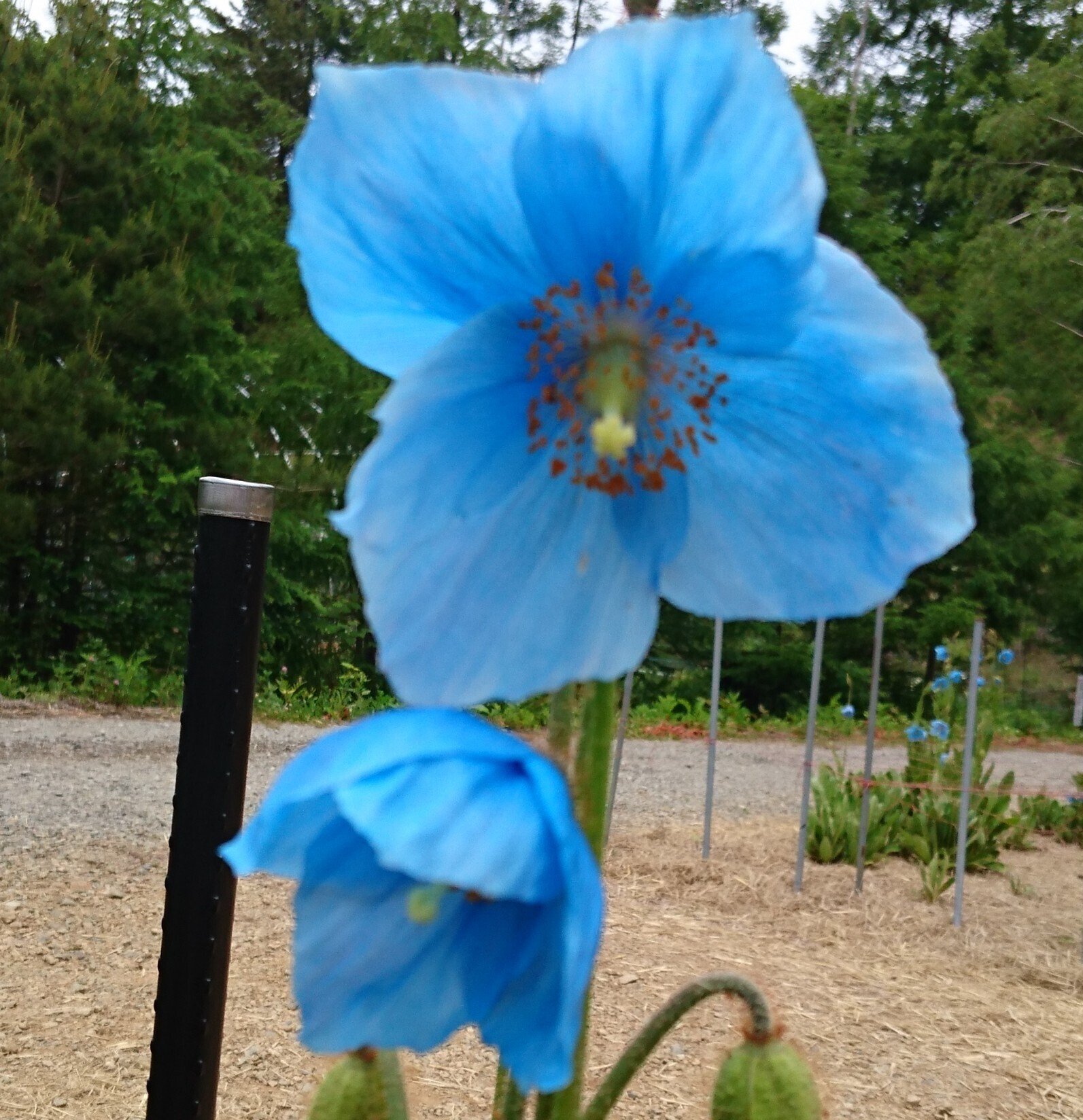 ヒマラヤの青いケシ まくもこ Note