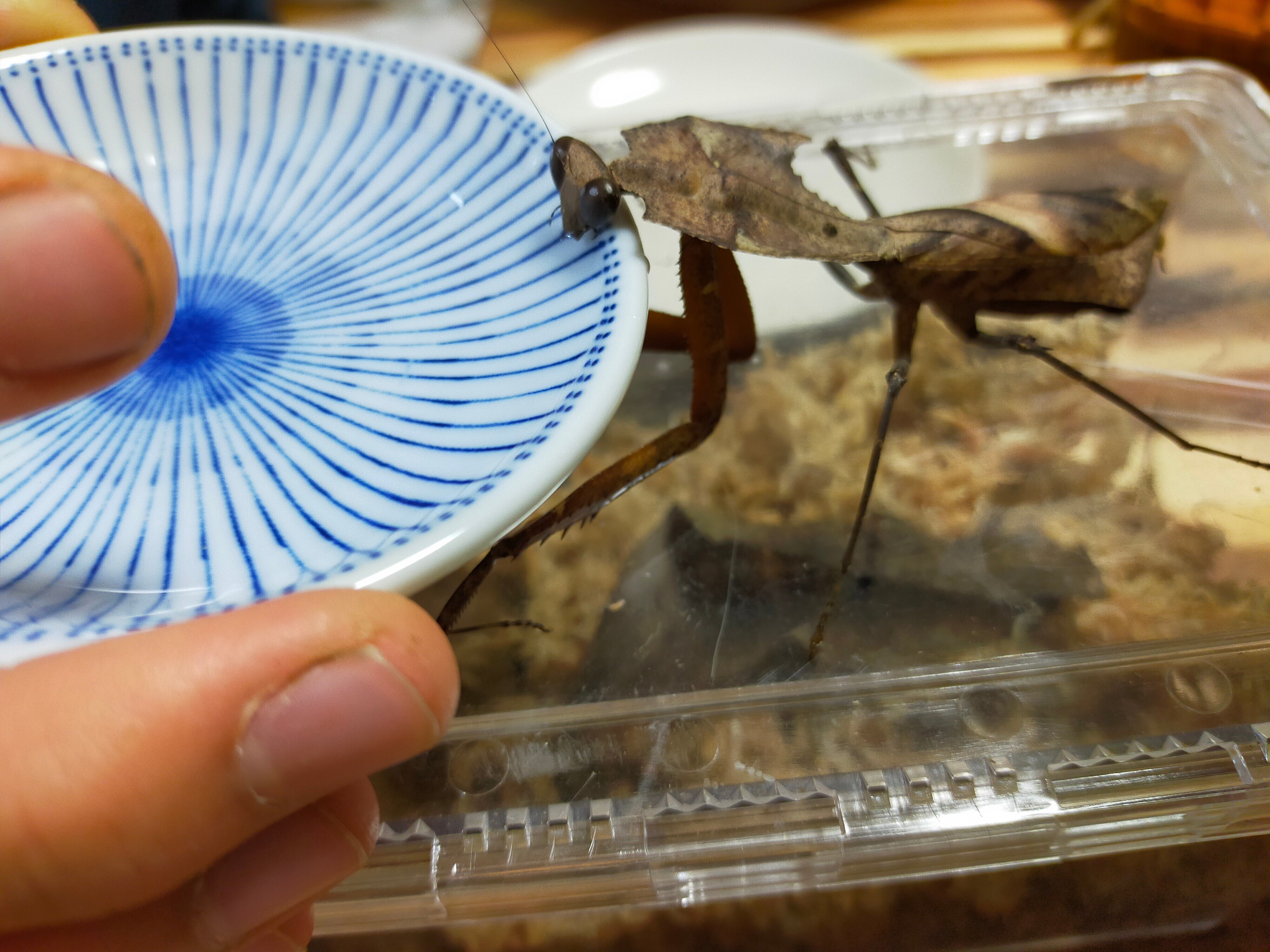 ヒシムネカレハカマキリの産卵｜かめのめーめ