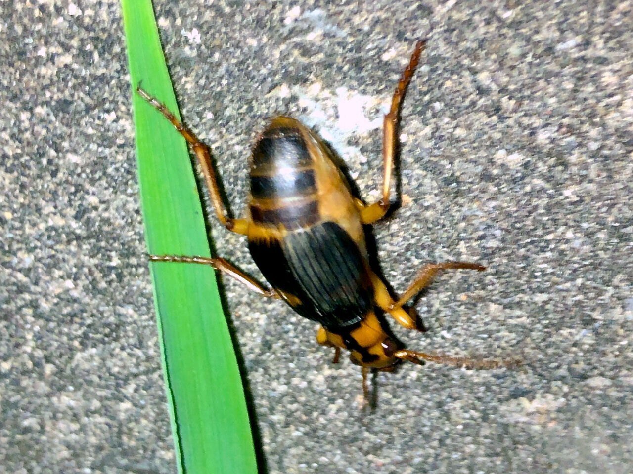 美麗！パイザラゴミムシ 美麗！パイザラゴミムシ 美麗！パイザラゴミムシ 美麗！パイザラゴミムシ