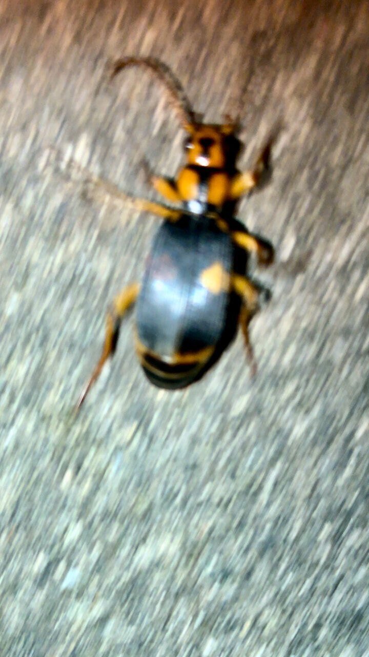 100度以上の高温・有毒のオナラを発するミイデラゴミムシに遭遇！｜kyu3