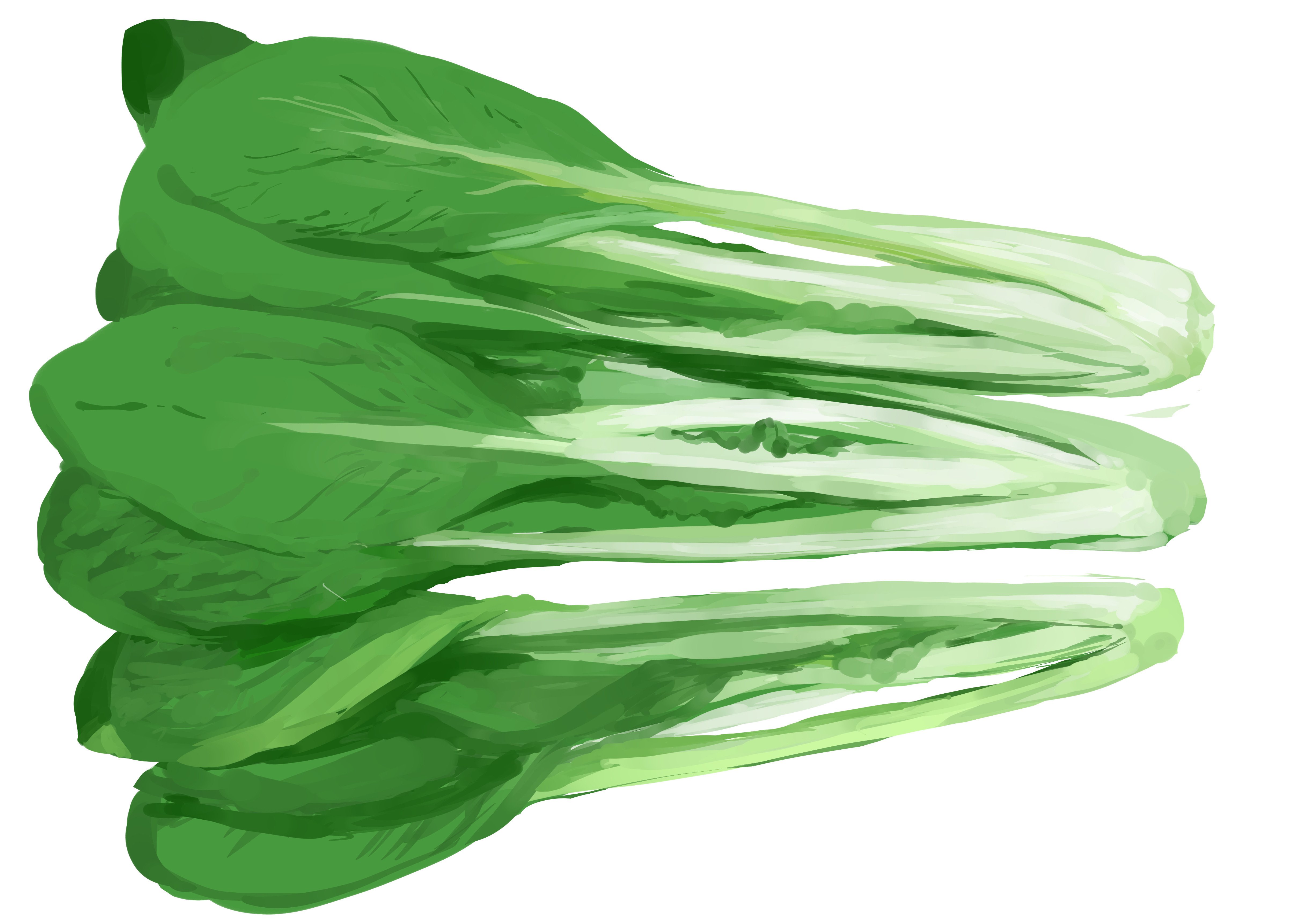 イラスト 小松菜 まだ途中です Rmia Note イラスト 小松菜 まだ途中です Rmia Note