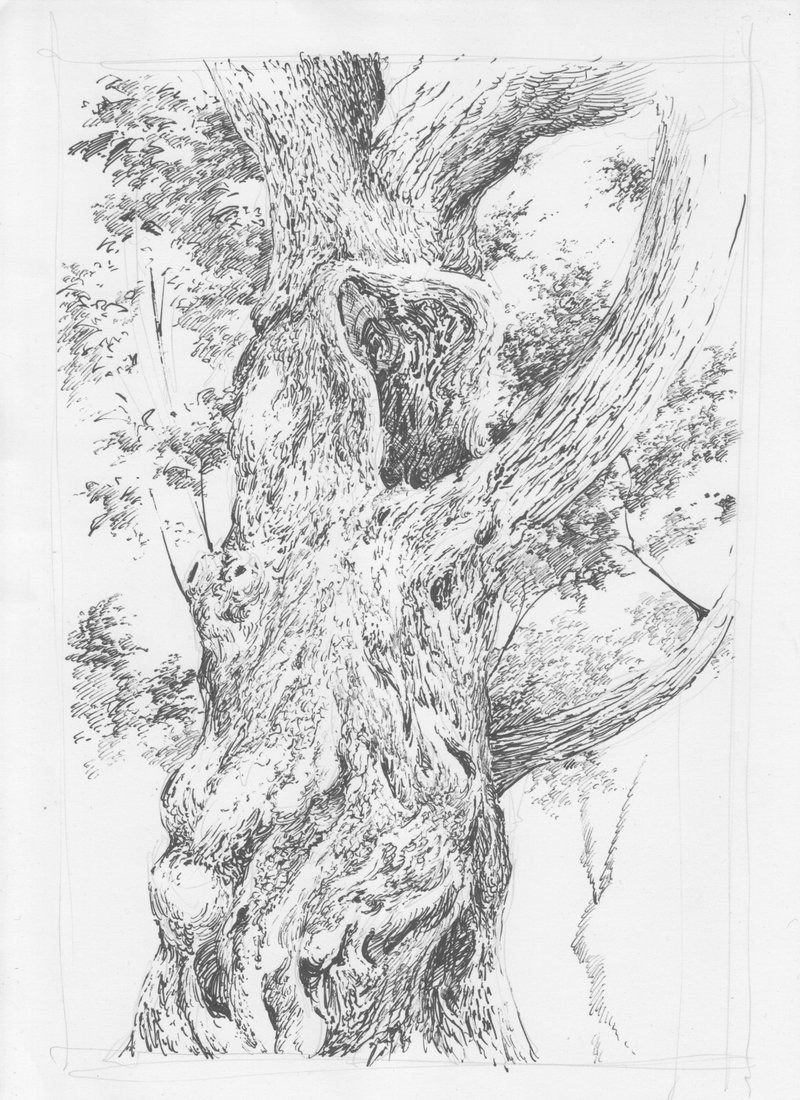 神経痛養生中にて…１時間だけラクガキ(*´з`)ボールペン画です。この木、近所の神社で見かけたんですがなんと合体樹。スダジイが空洞化した中にヤブニッケイが根付いているんだとか。遠目には完全に一本の木に見えました、スバラシイですねえ(*‘∀‘)