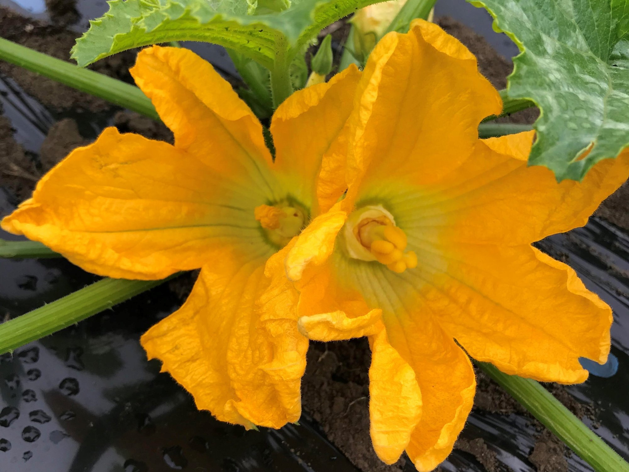 食べられるお花 花ズッキーニ 那須高原こたろうファーム Note 食べられるお花 花ズッキーニ 那須高原こたろうファーム Note