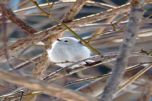 今の時期は動物たちも恋の季節です の新着タグ記事一覧 Note つくる つながる とどける